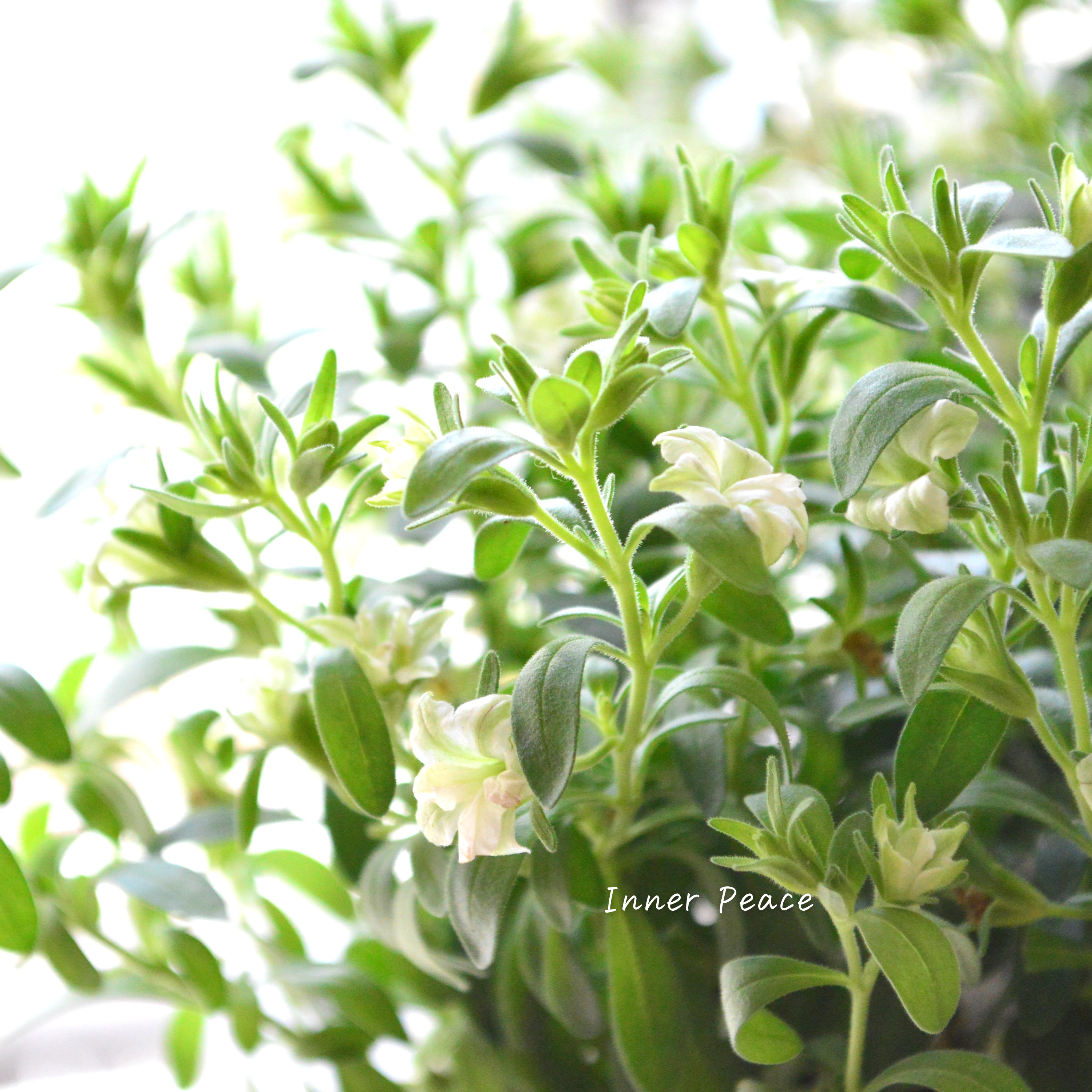 【ナラフラさん】 八重咲きカリブラコア 『グリーン』 3寸ロングPOT