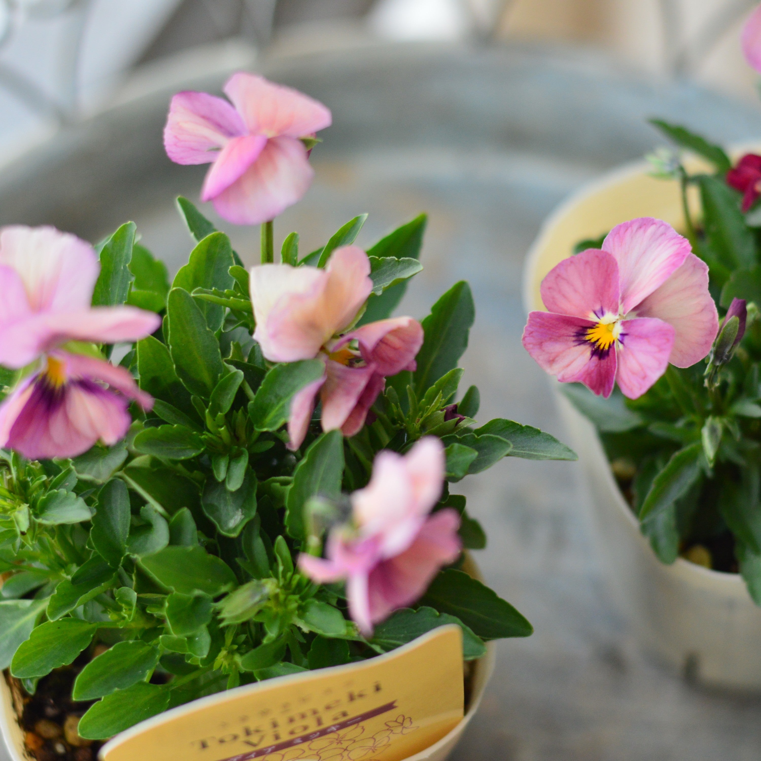 【奥田園芸さん】 ときめきビオラ 『ディアミッキー』 3.5寸POT