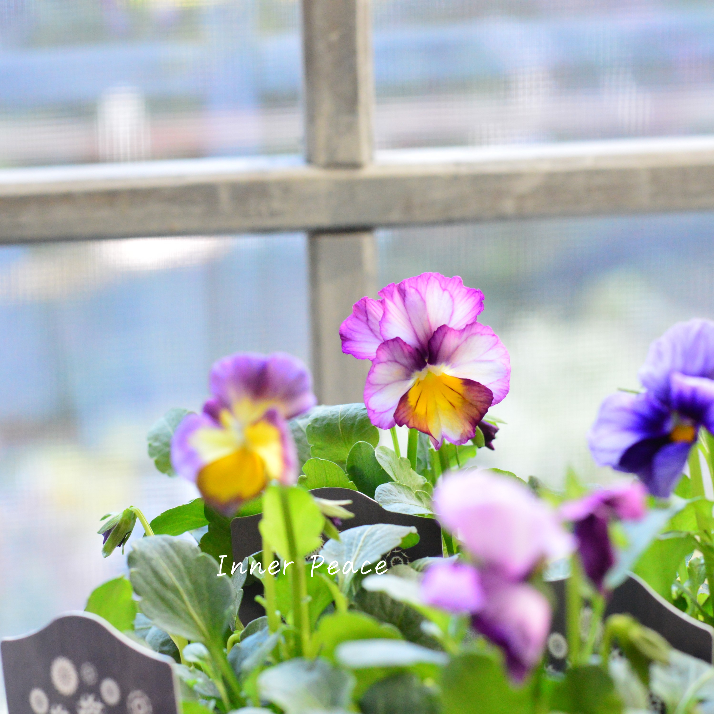 【希少】 ナラティブフラワーズさん試作品ビオラ 3寸ロングPOT