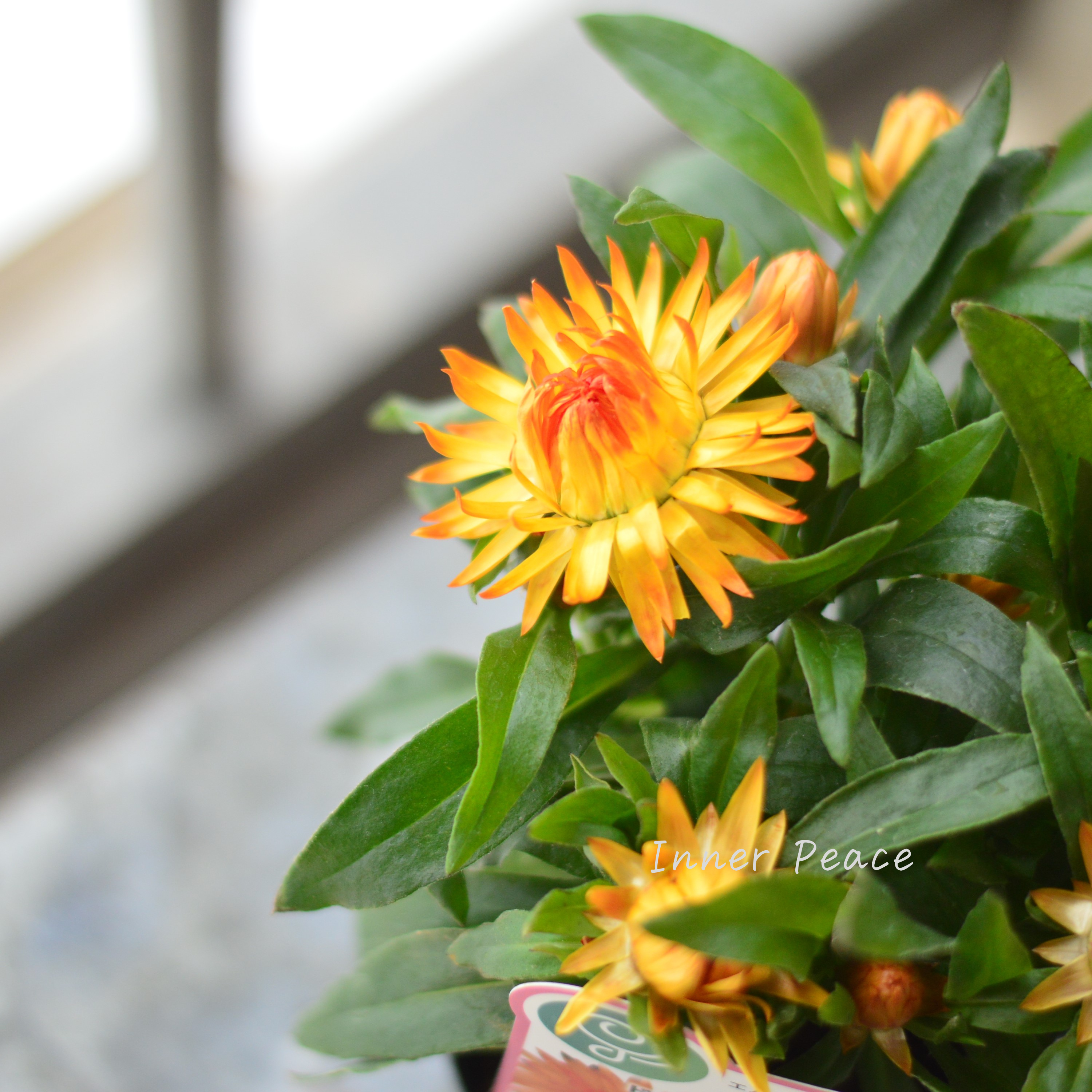 【ユニーク】 ブラクテアンサ(ヘリクリサム) 『モハベ・アプリコット』 3.5寸POT