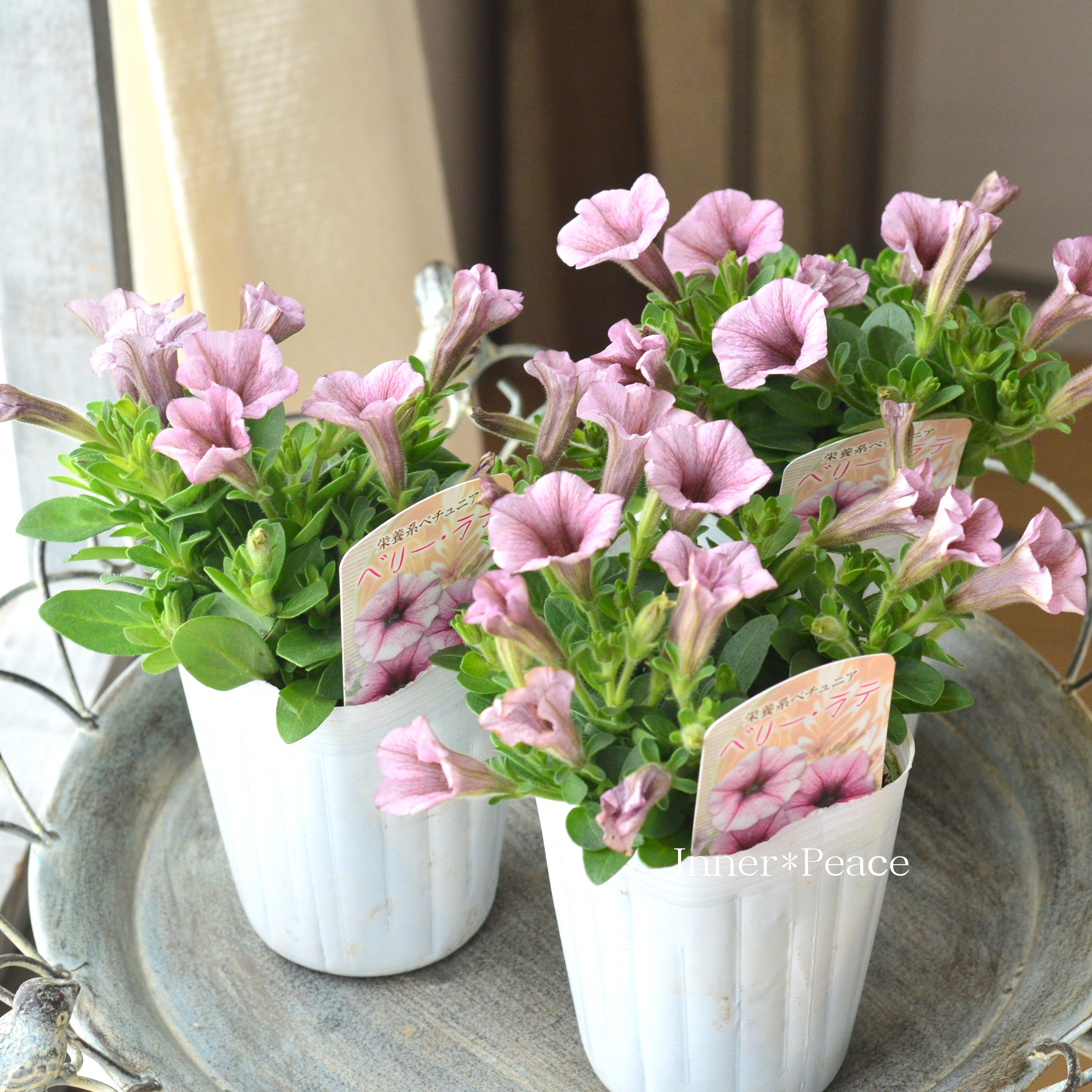 【花日和さんオリジナル】 ペチュニア 『ベリーラテ』 3寸ロングPOT