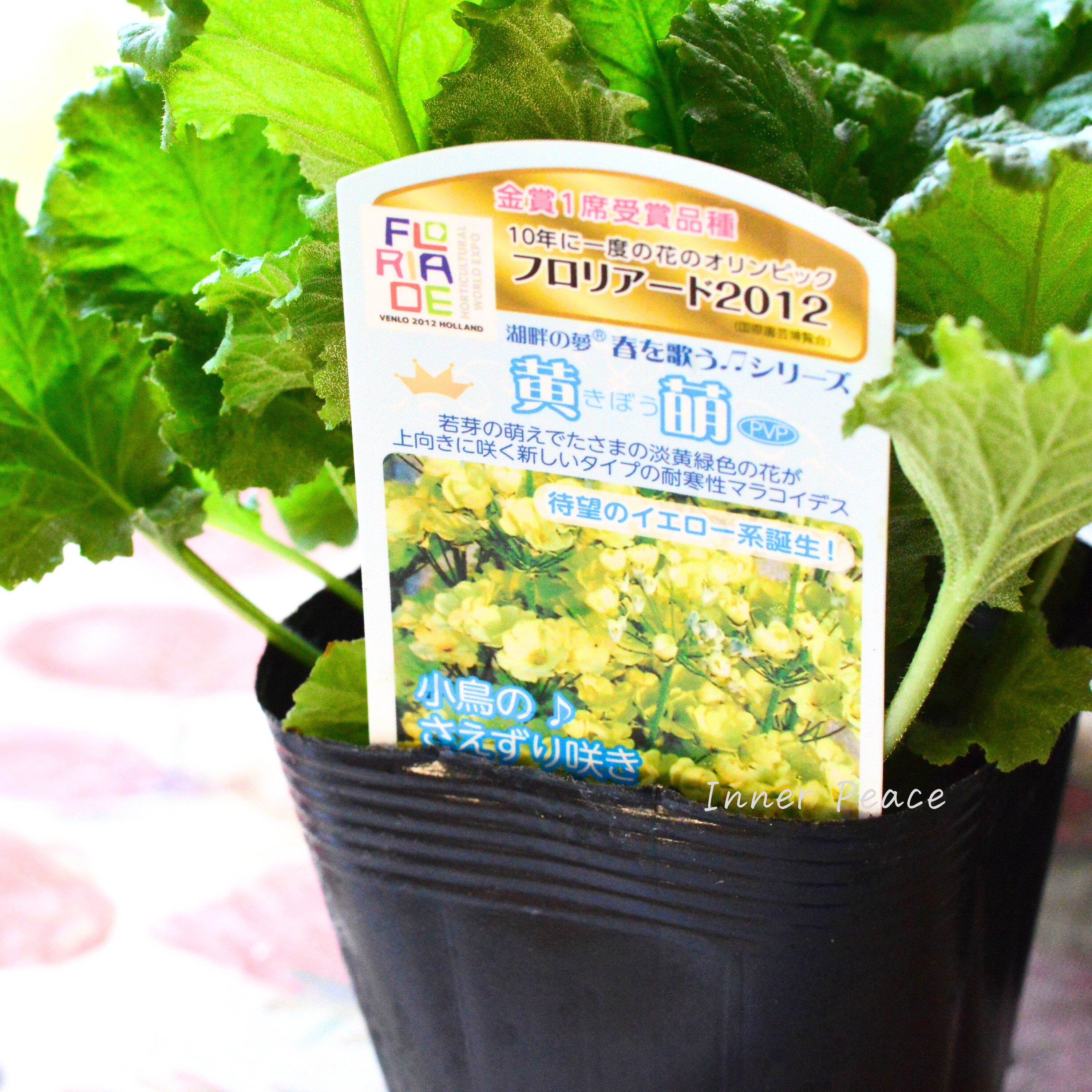 【美しい】 プリムラ マラコイデス 『黄萌~きぼう~』 3.5寸POT