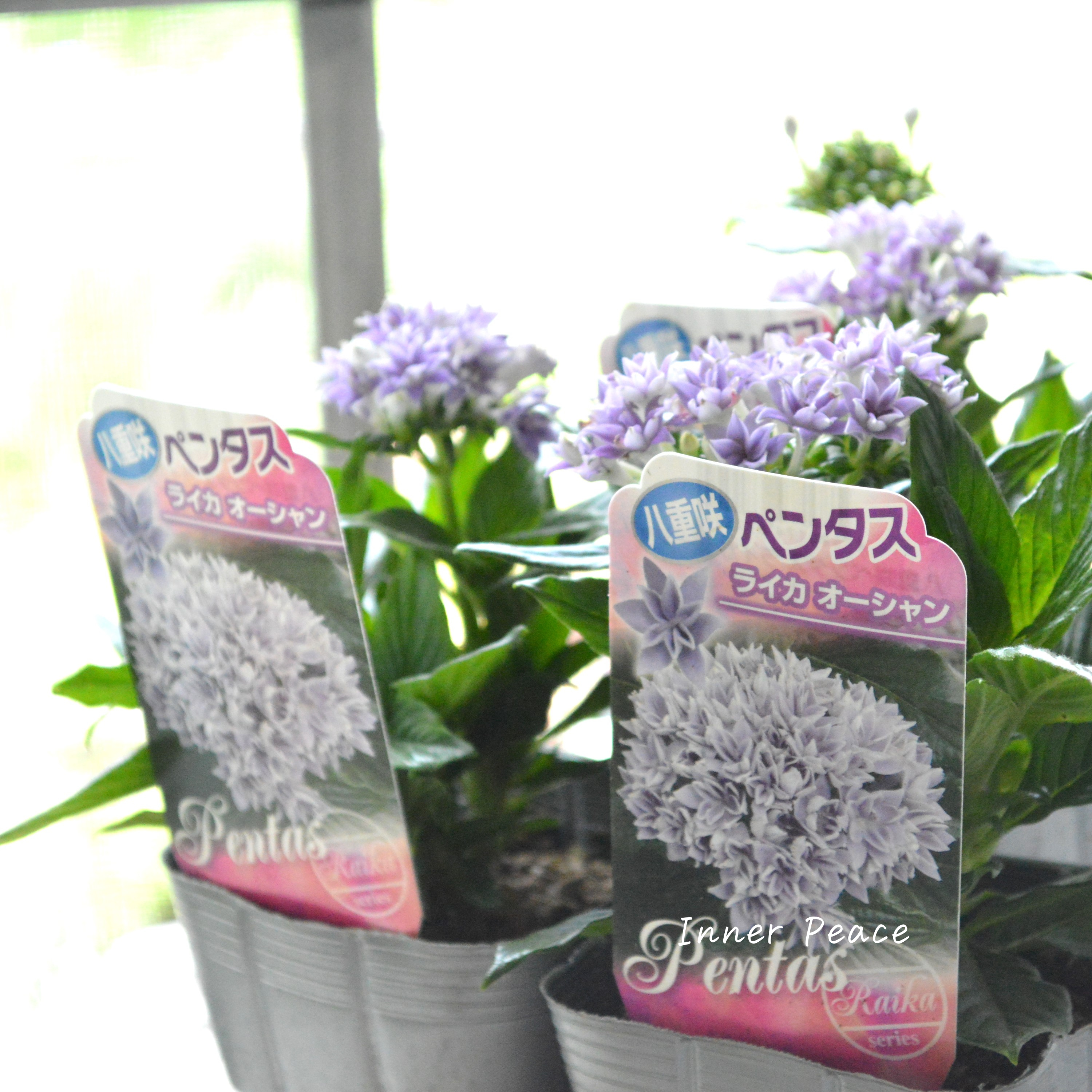 【暑さに強い】 八重咲きペンタス 『ライカ・オーシャン』 3.5寸POT