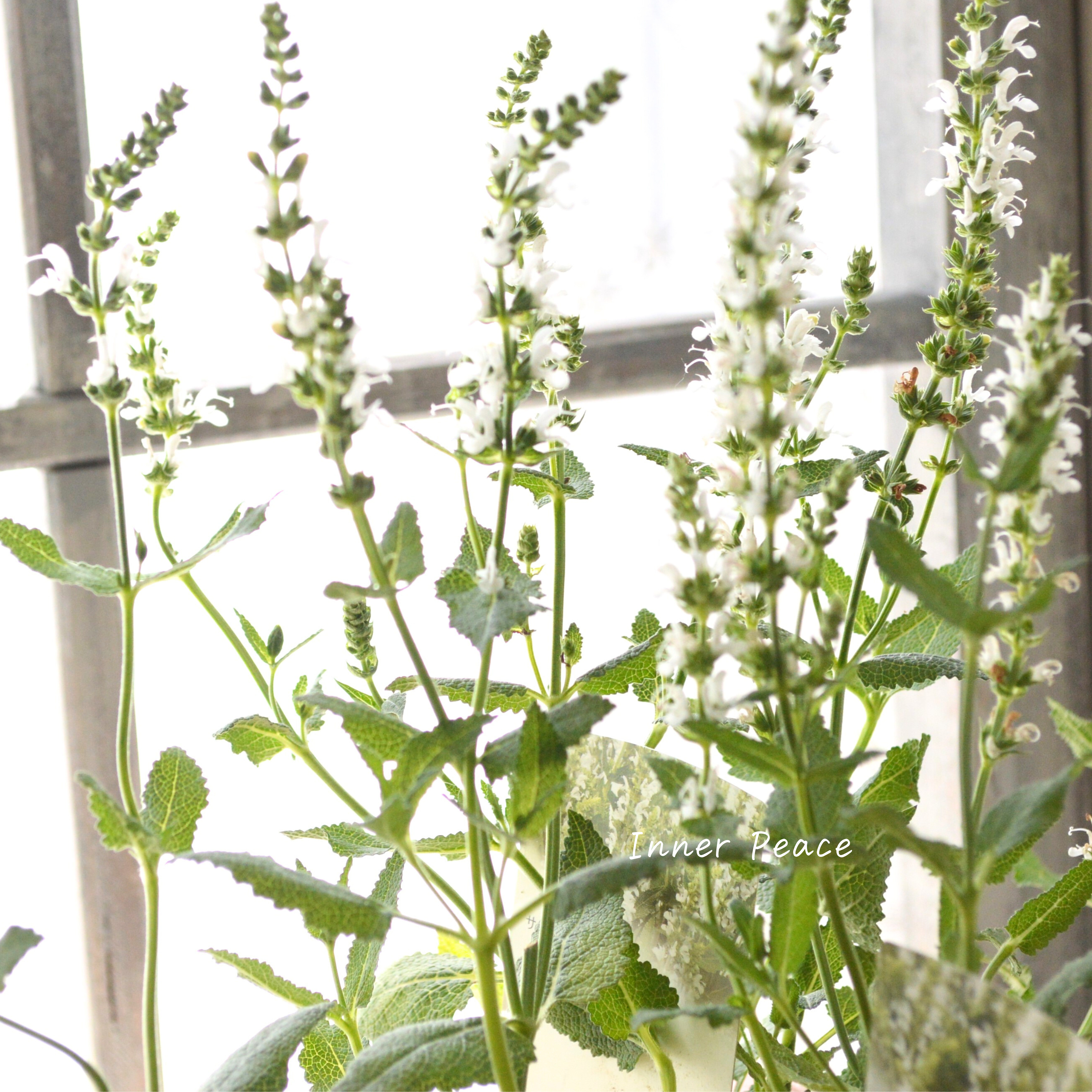 【宿根】 サルビア 『スペルバ・ボルドー ホワイト』 3.5寸POT