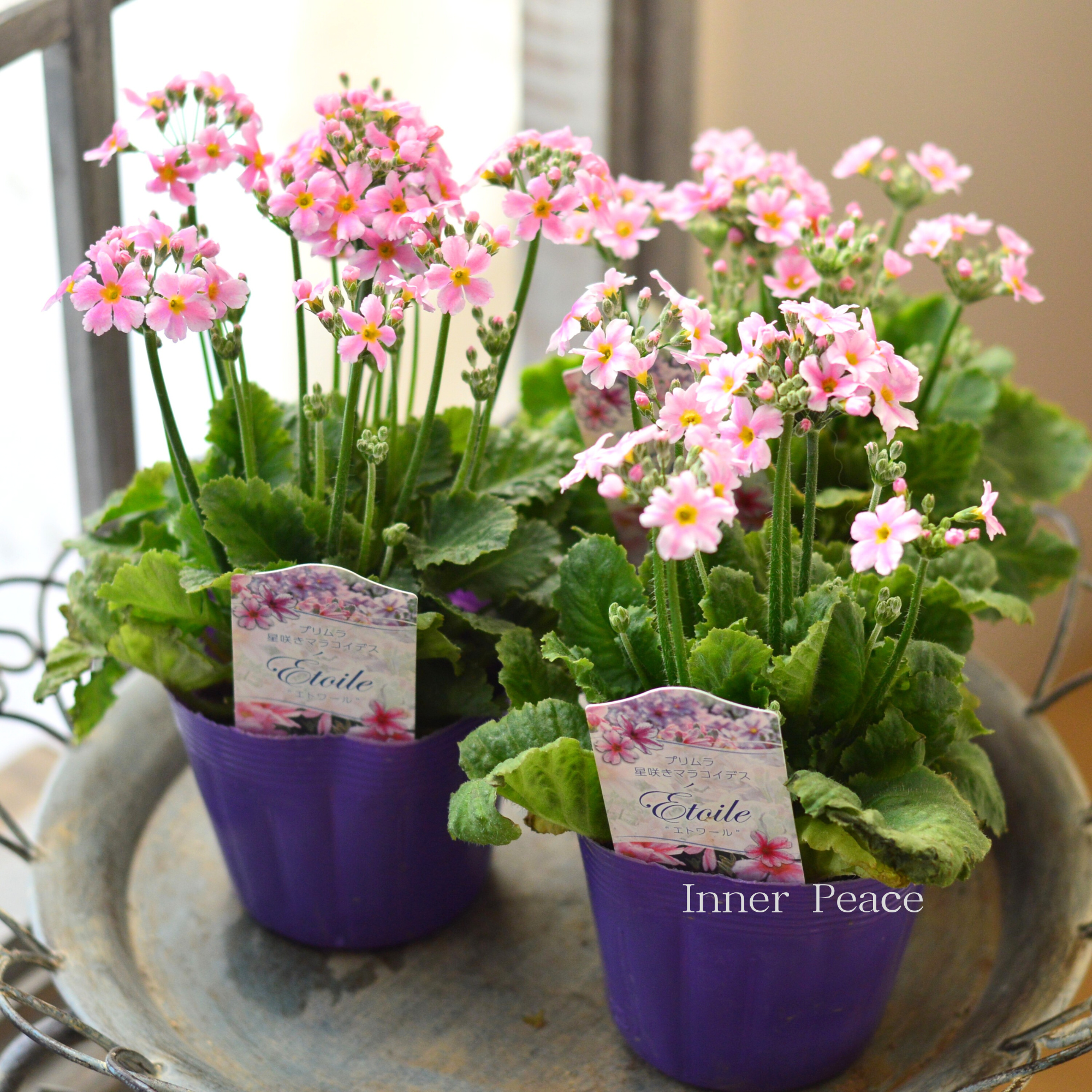 【星咲き】 プリムラ マラコイデス 『エトワール・ライトピンク系』 3.5寸POT