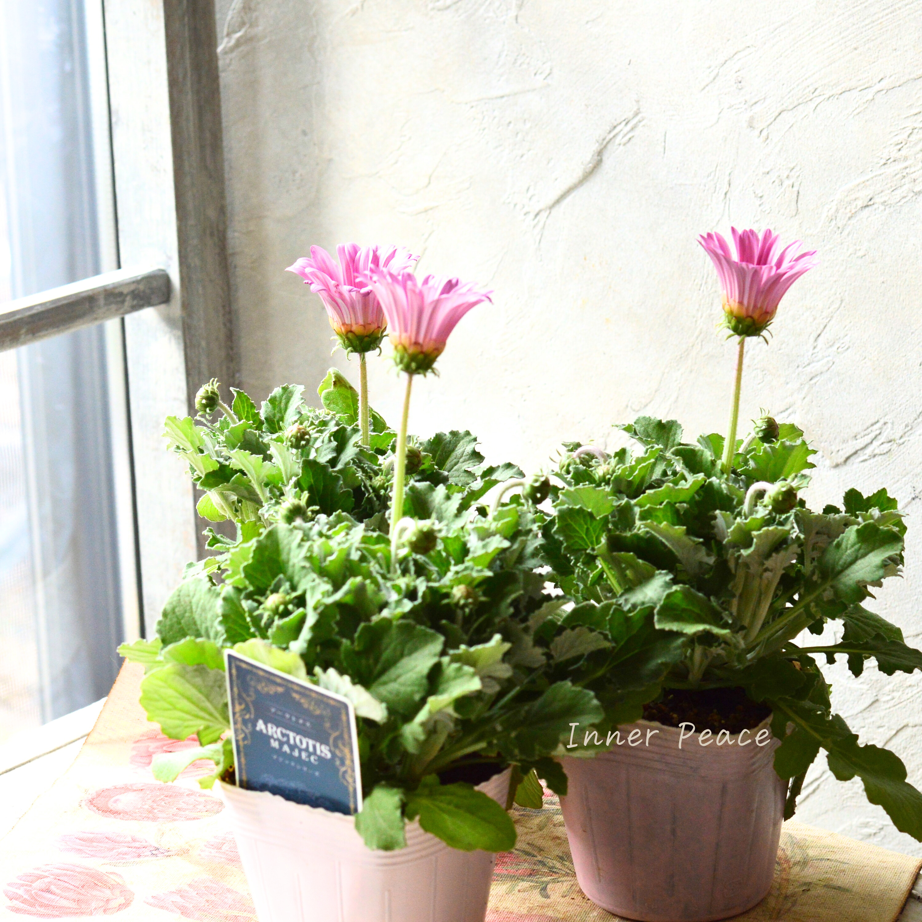 【かわいい】 アークトチス 『マジックシリーズ・ピンク』 3.5寸POT