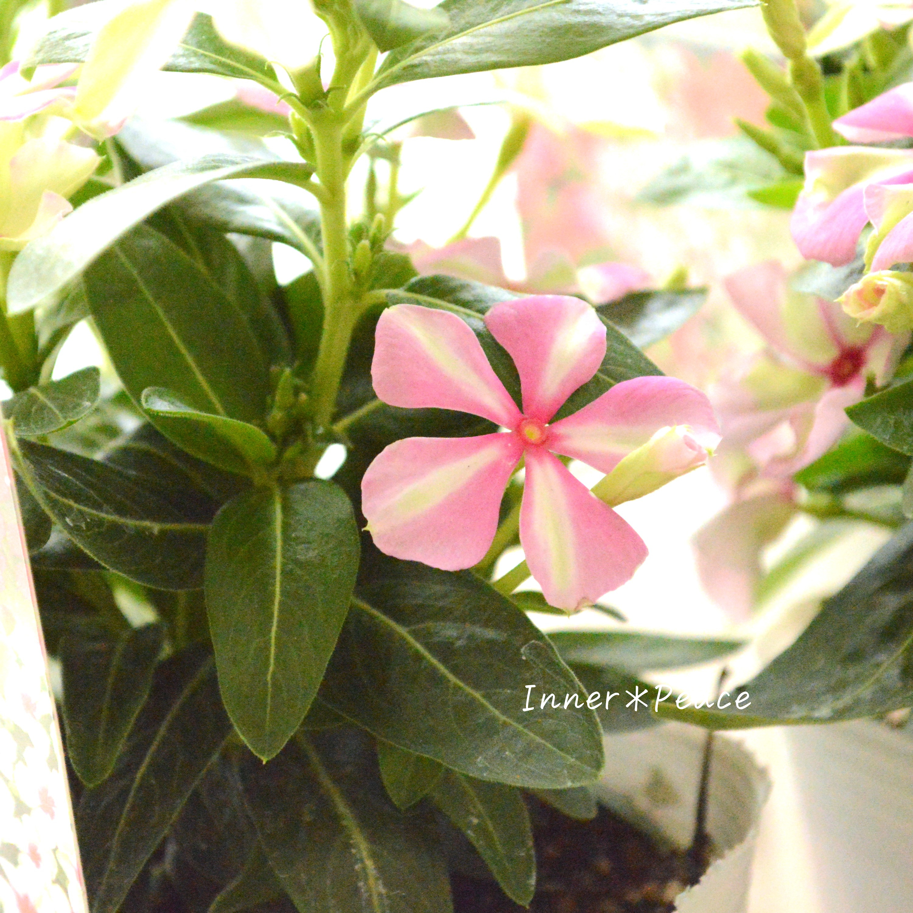 【北島園芸さん】 ニチニチソウ 『試作品・シャガール系』 3.5寸POT