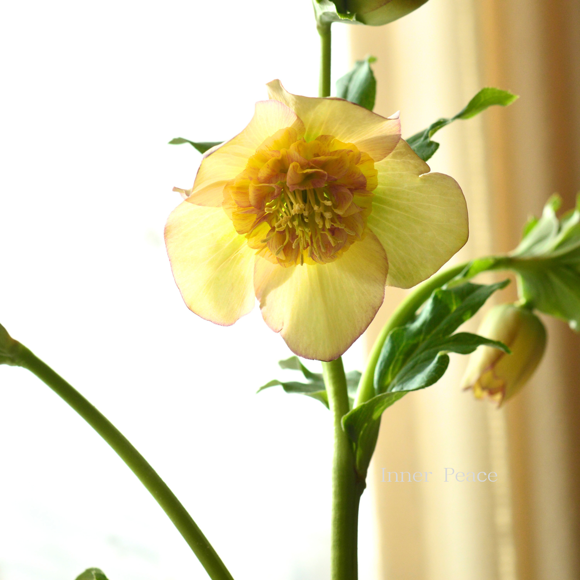 【杉光園芸さん】 クリスマスローズ 『セミダブル』 4号POT