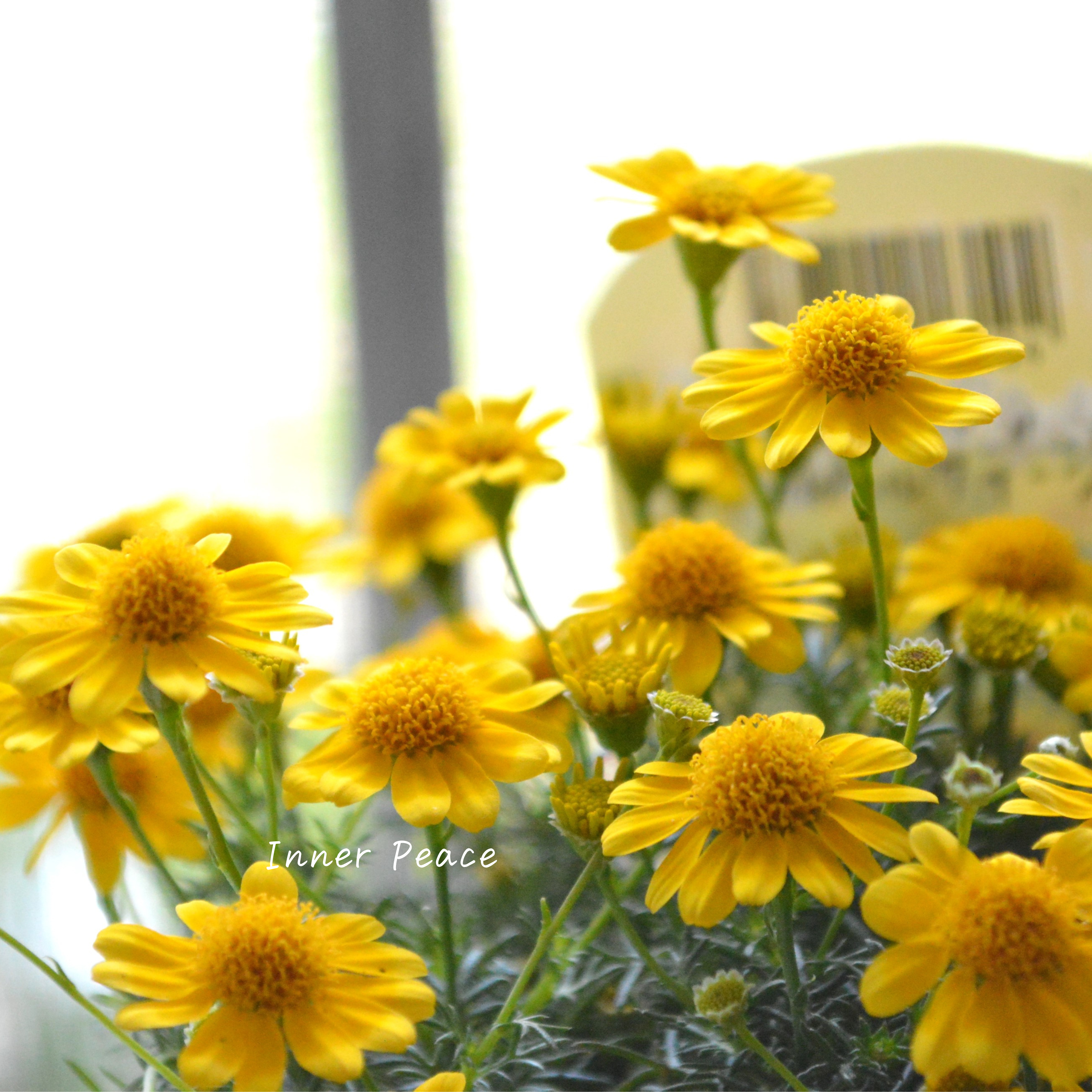 【小花がかわいい】ダールベルグデージー 3寸POT