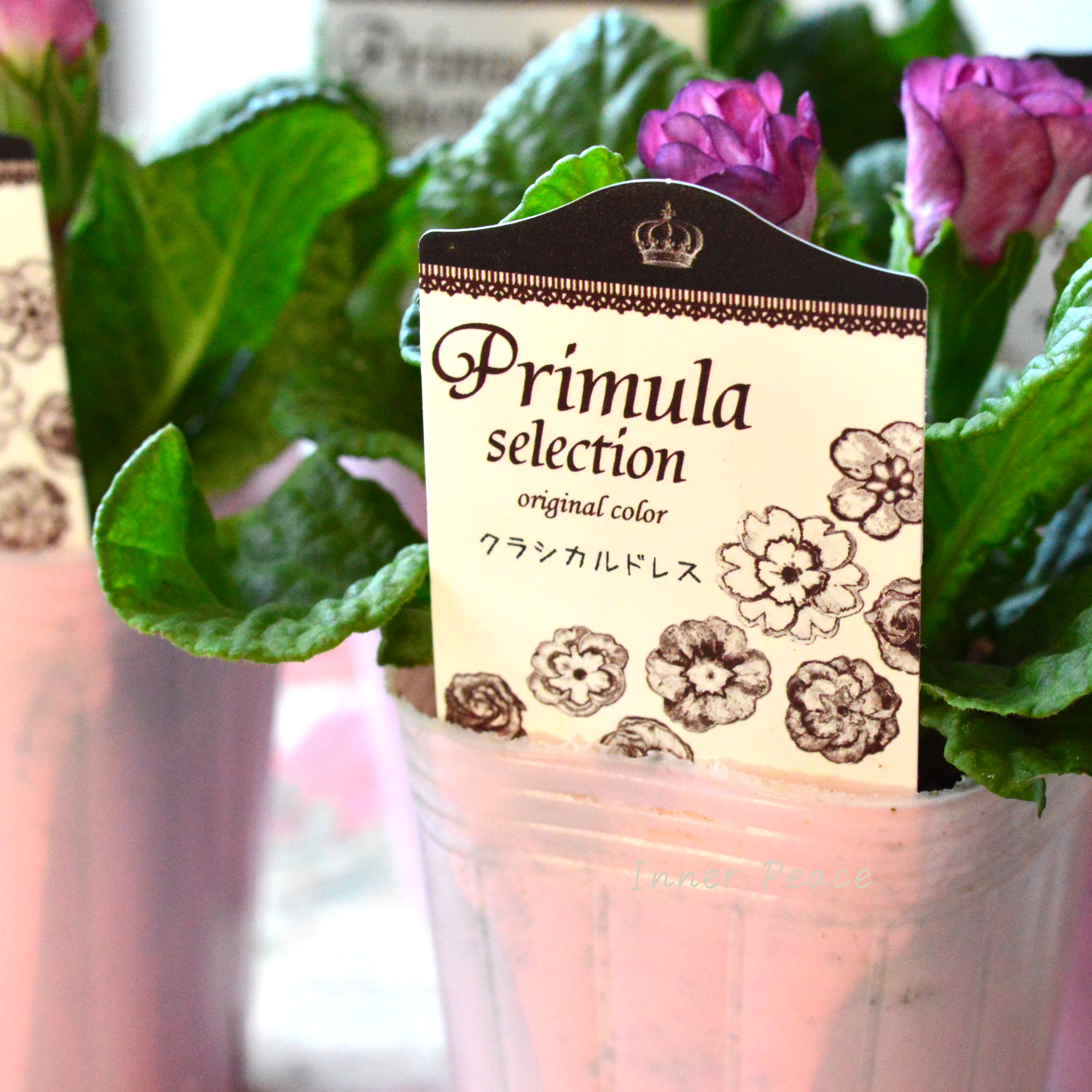 【k-plantsさん】 バラ咲き プリムラ 『クラシカルドレス』 2.5寸ロングPOT