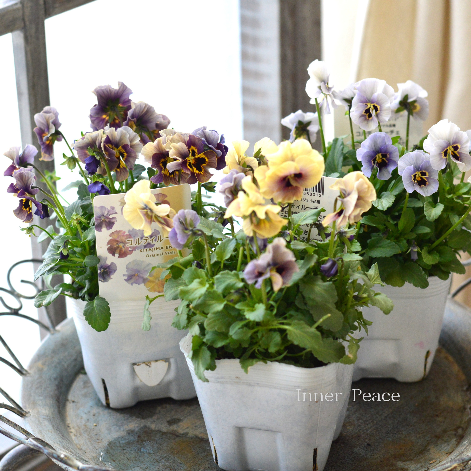 【ステキ】 北島園芸さんのビオラ 『コルティルーチェ・シック系』 3.5寸POT