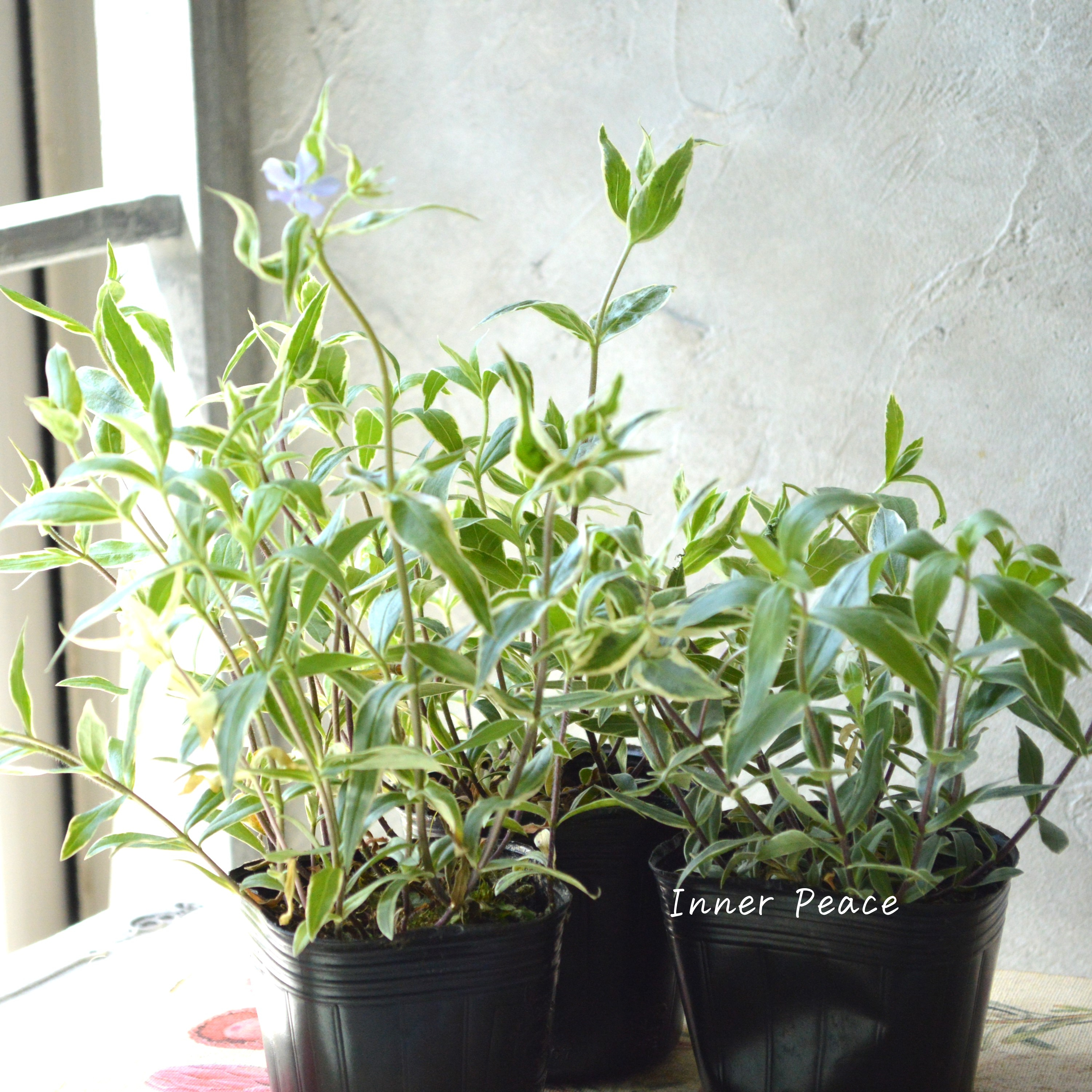 【宿根草】 斑入りフロックス 『モントローザトリカラー』 3寸POT