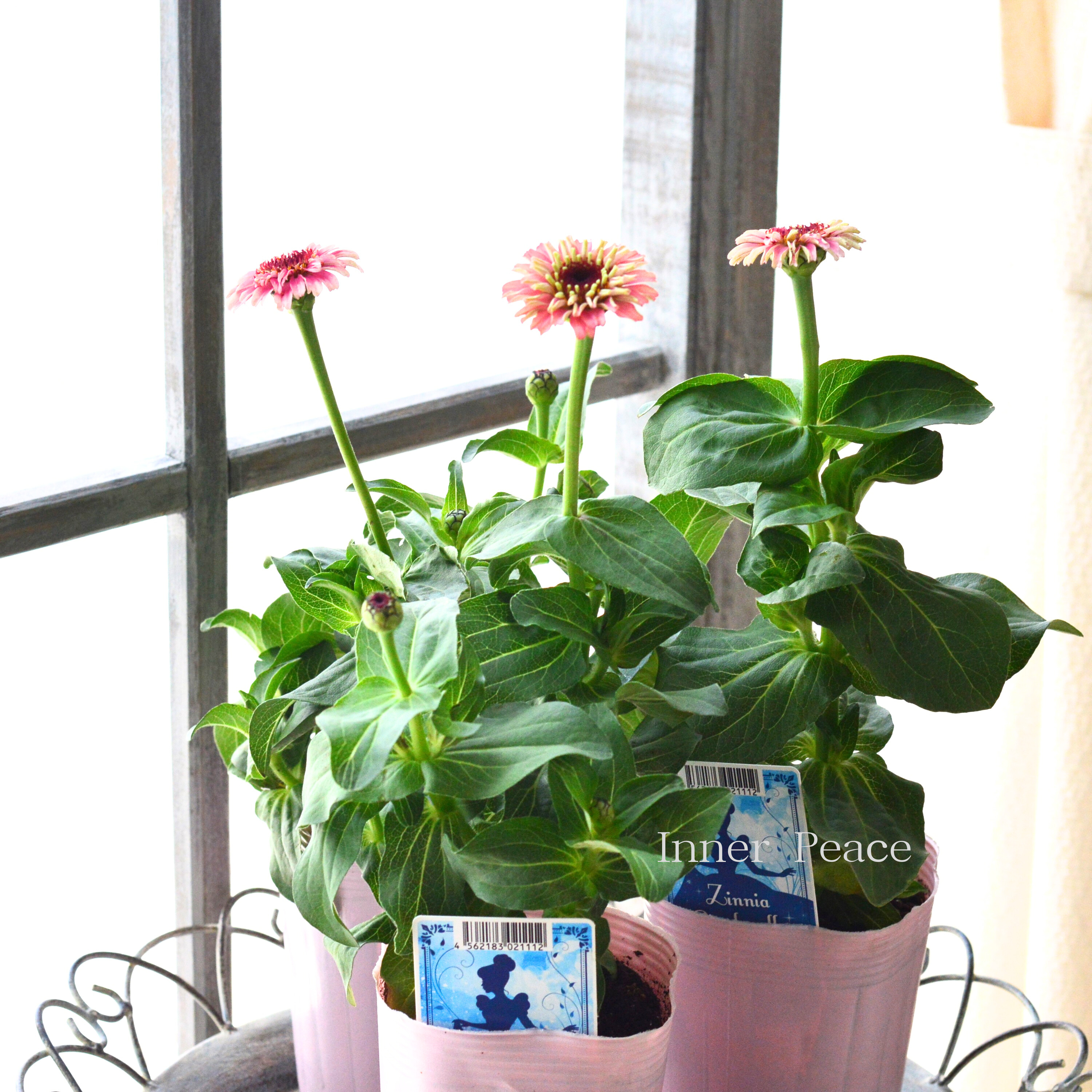 【かわいい】 ジニア 『シンデレラフィズ』 3.5寸ロングPOT