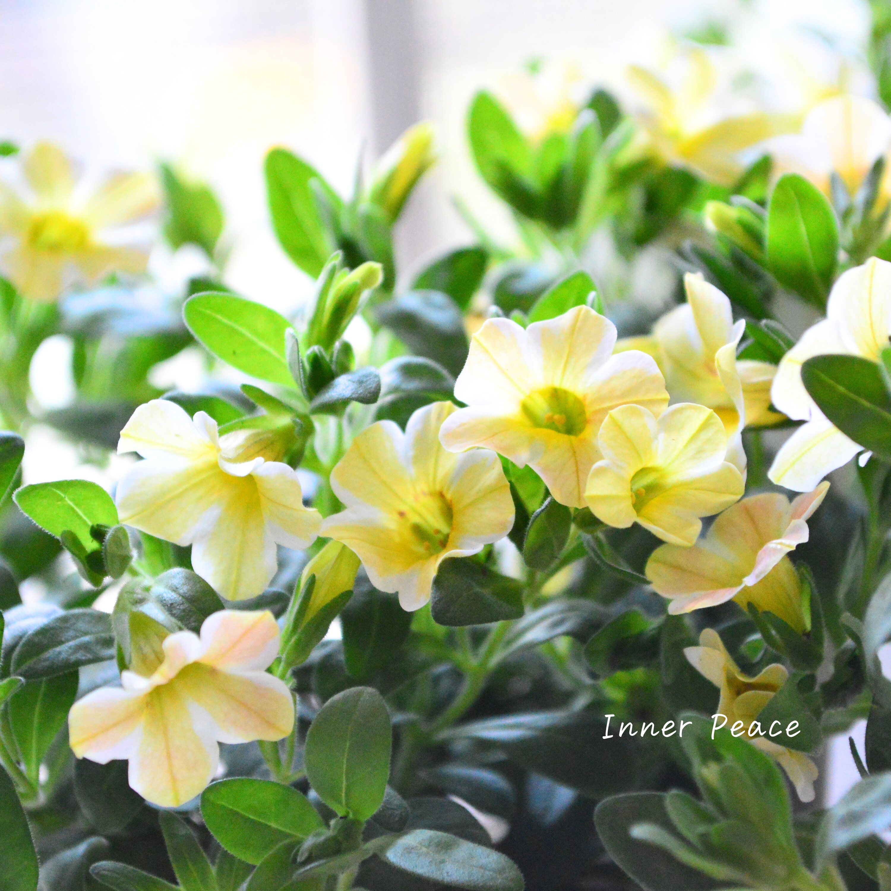 【暑さに強い】 カリブラコア 『キャラメル』 3寸ロングPOT