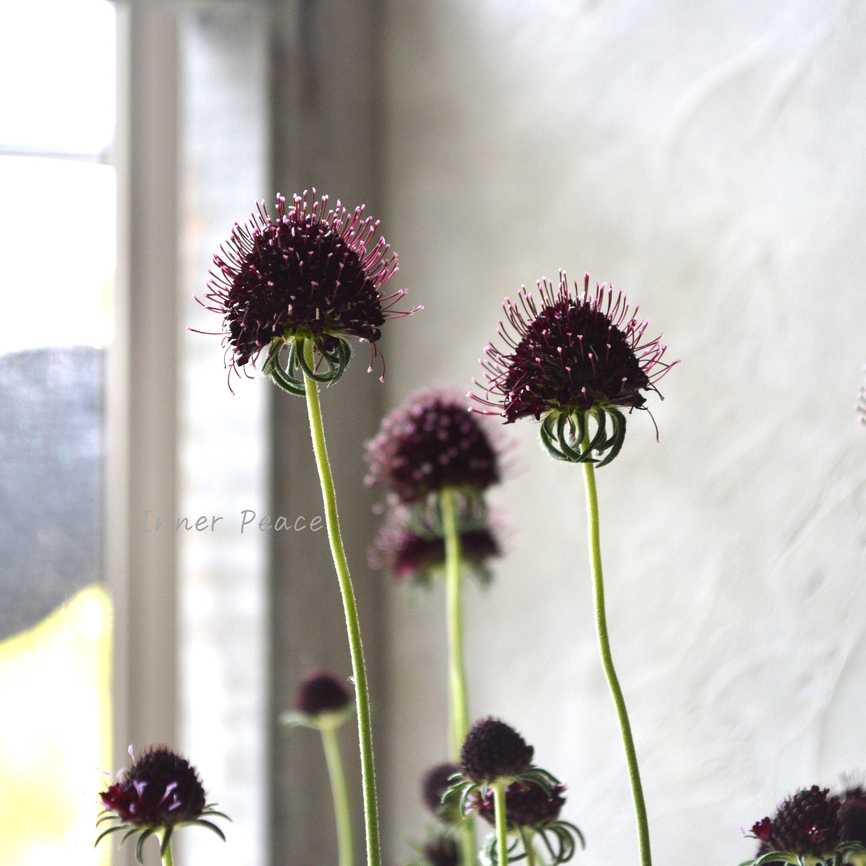 【シック】 スカビオサ 『チリブラック』 3寸ロングPOT