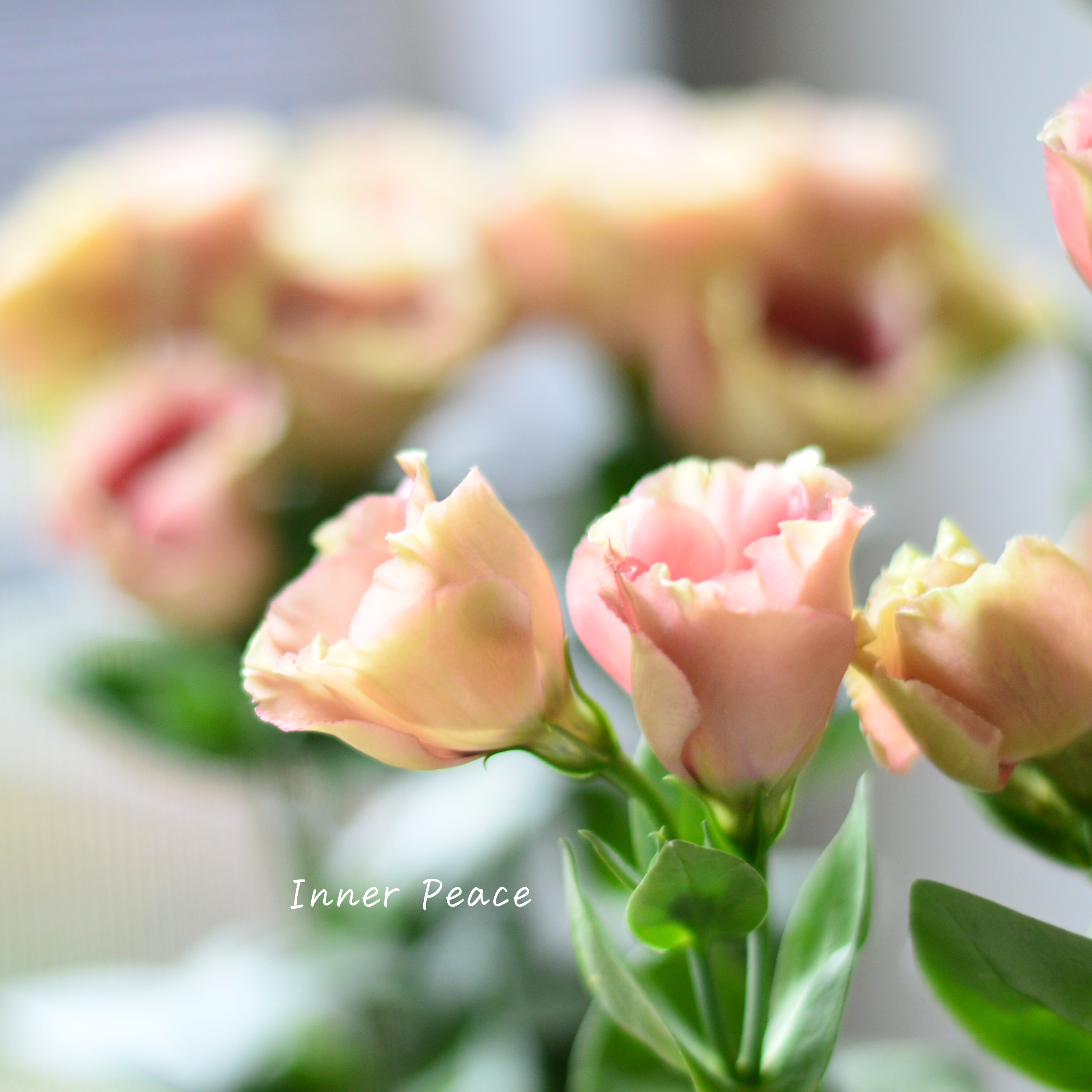 【美しい】 トルコギキョウ 『プッチーノチョコ』 2.5~3寸POT