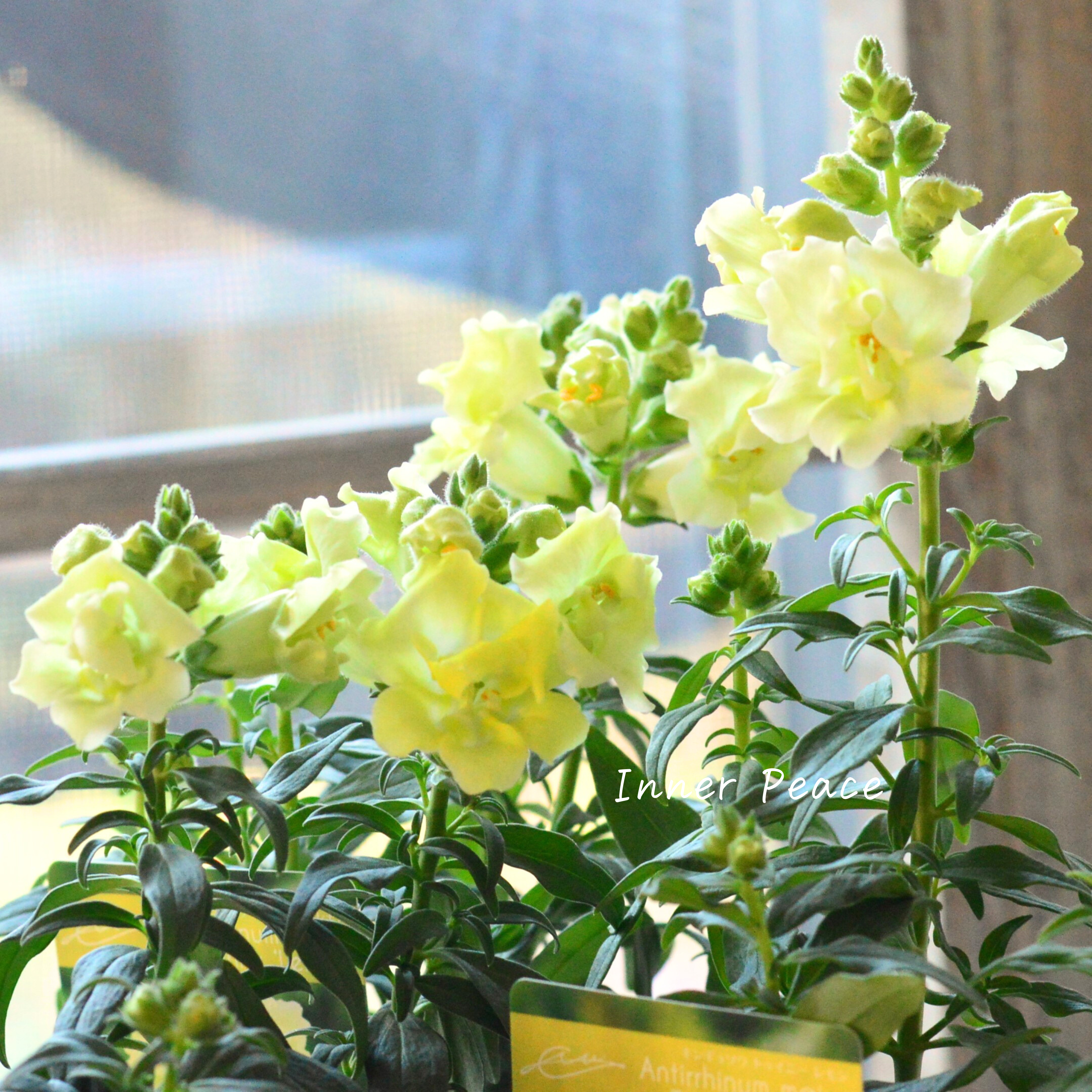 【かわいい】奥田園芸さん生産の キンギョソウ・トゥイニー 『レモン』 3寸ロングPOT