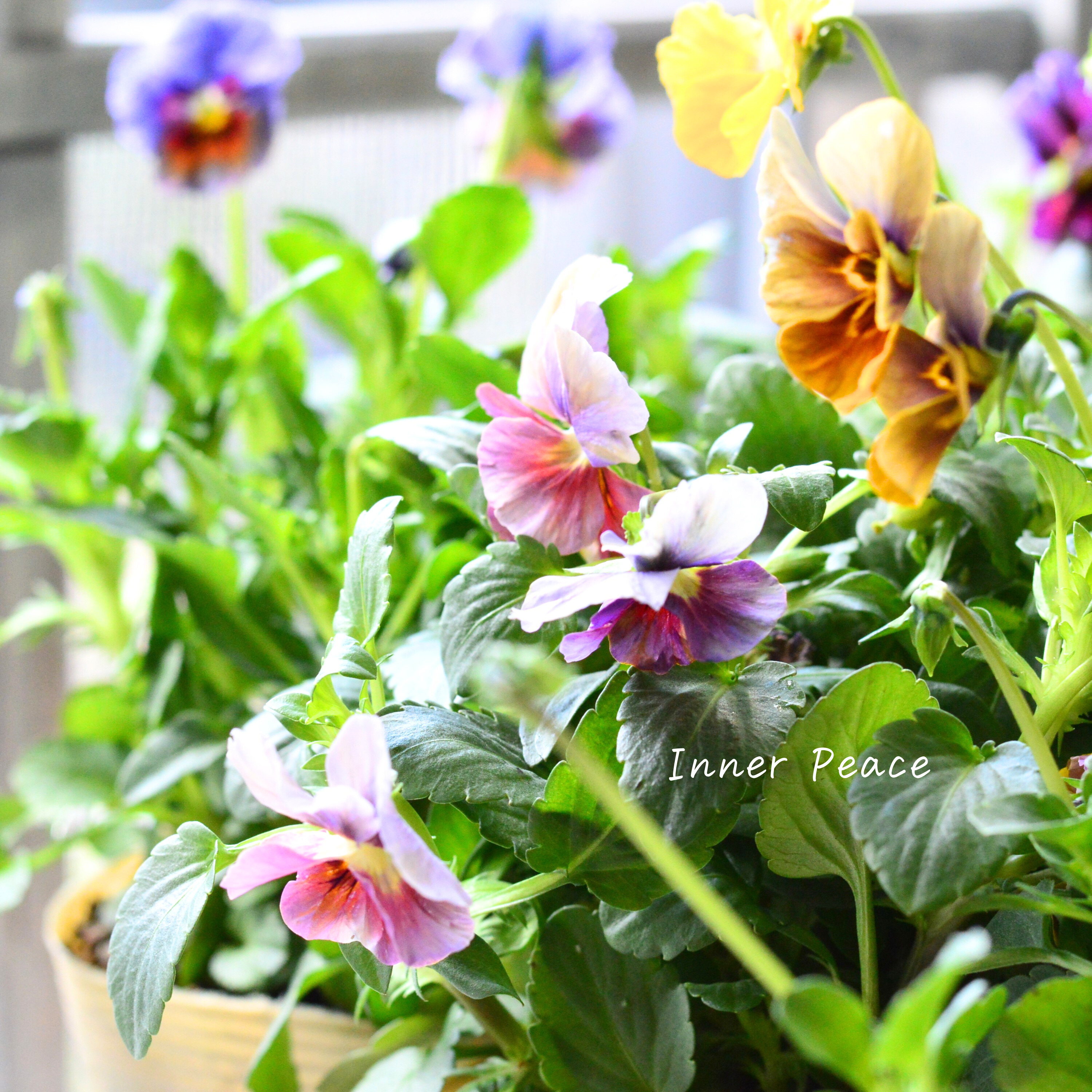 【美しい】 ビオラ 『evolve~エボルベ~・ストライプ』 3.5寸POT