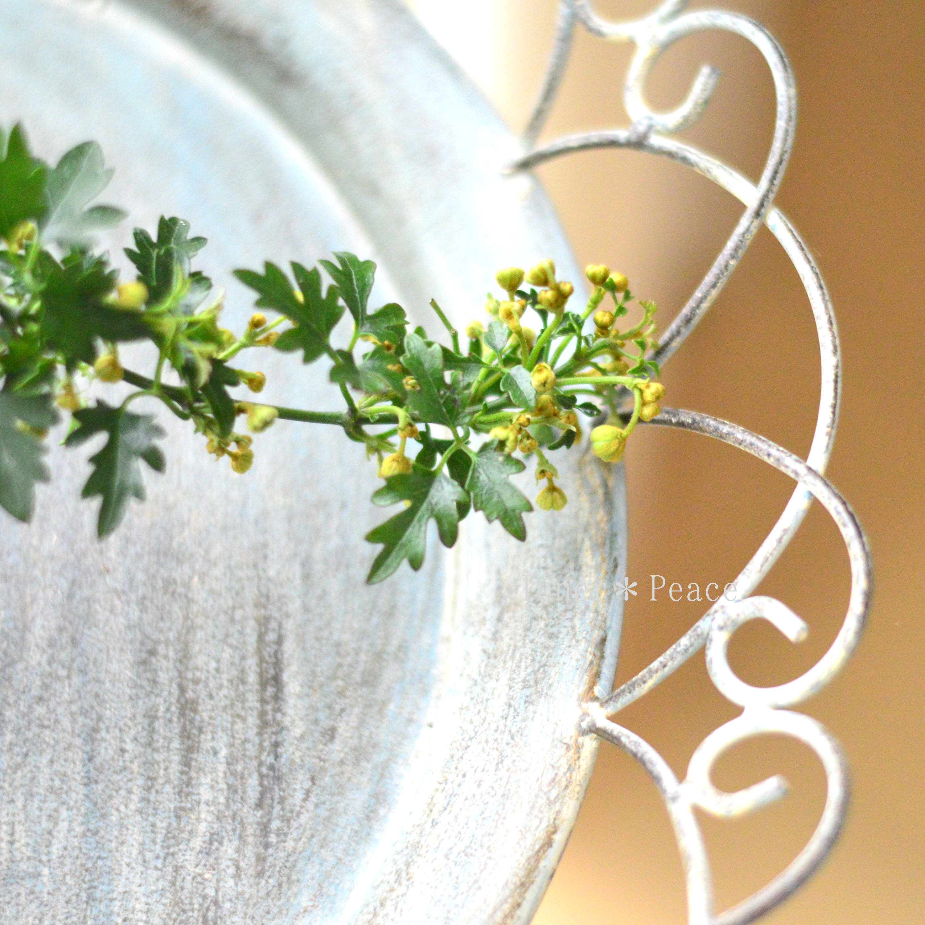 【常緑】 クレマチス 『フレグラントオベロン』 3寸POT