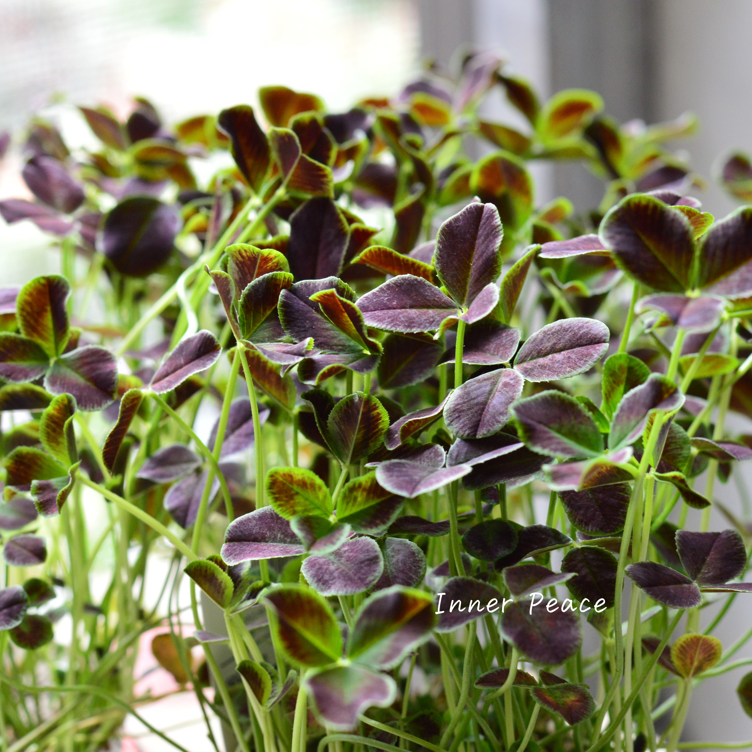 【ゲブラさん】 プリンセスクローバー 『ダークデビー』 2.5寸ロングPOT