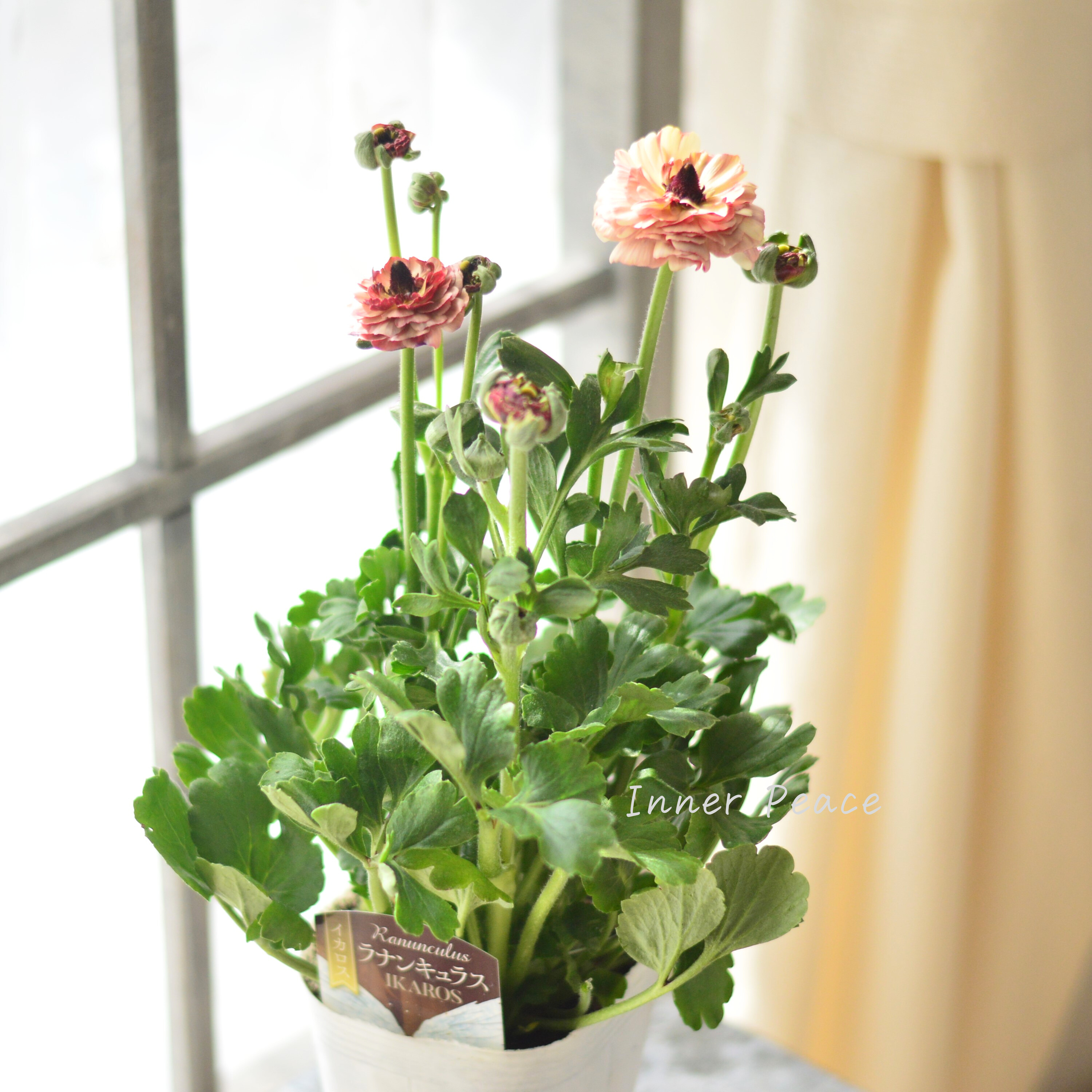 【綾園芸さん育種】 ラナンキュラス 『イカロス・アンティーク系』 4寸ロングPOT