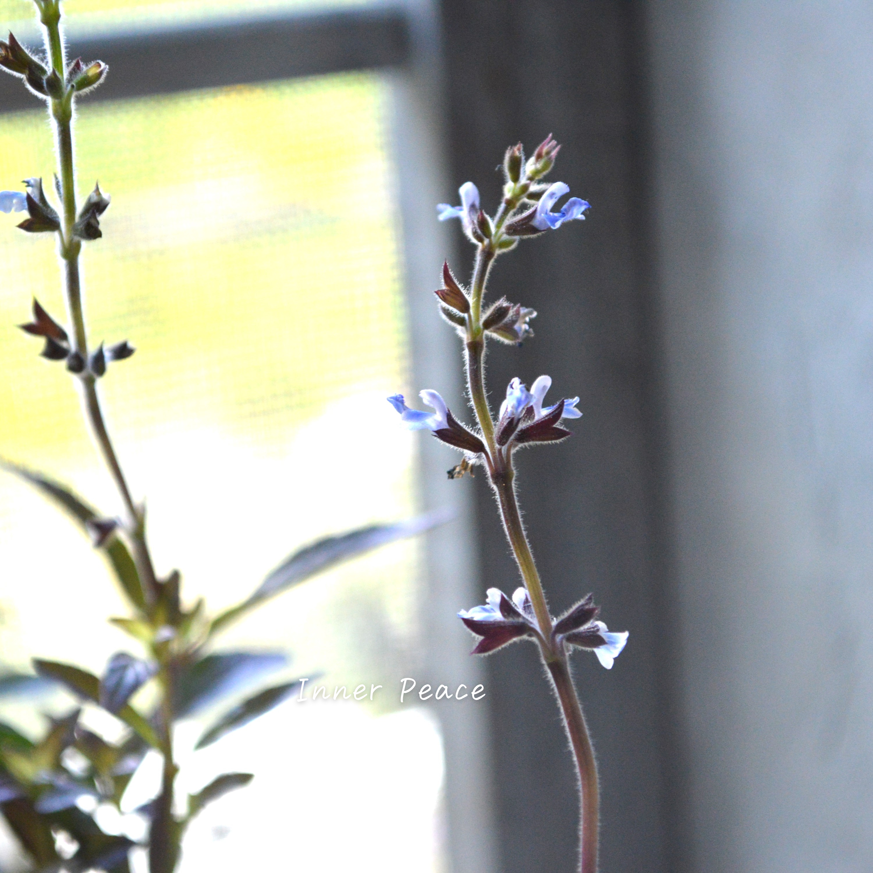 【宿根】 サルビア 『コスミックブルー』 3寸POT