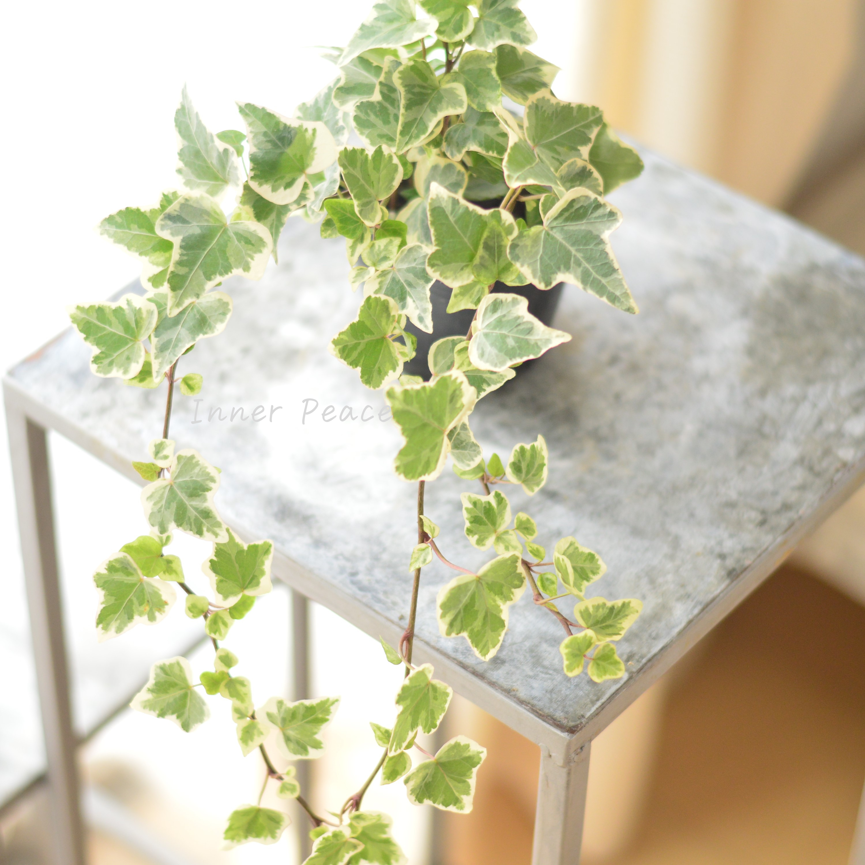 【寄せ植えに】 ヘデラ ヘリックス 『ホワイトワンダー』 3寸POT