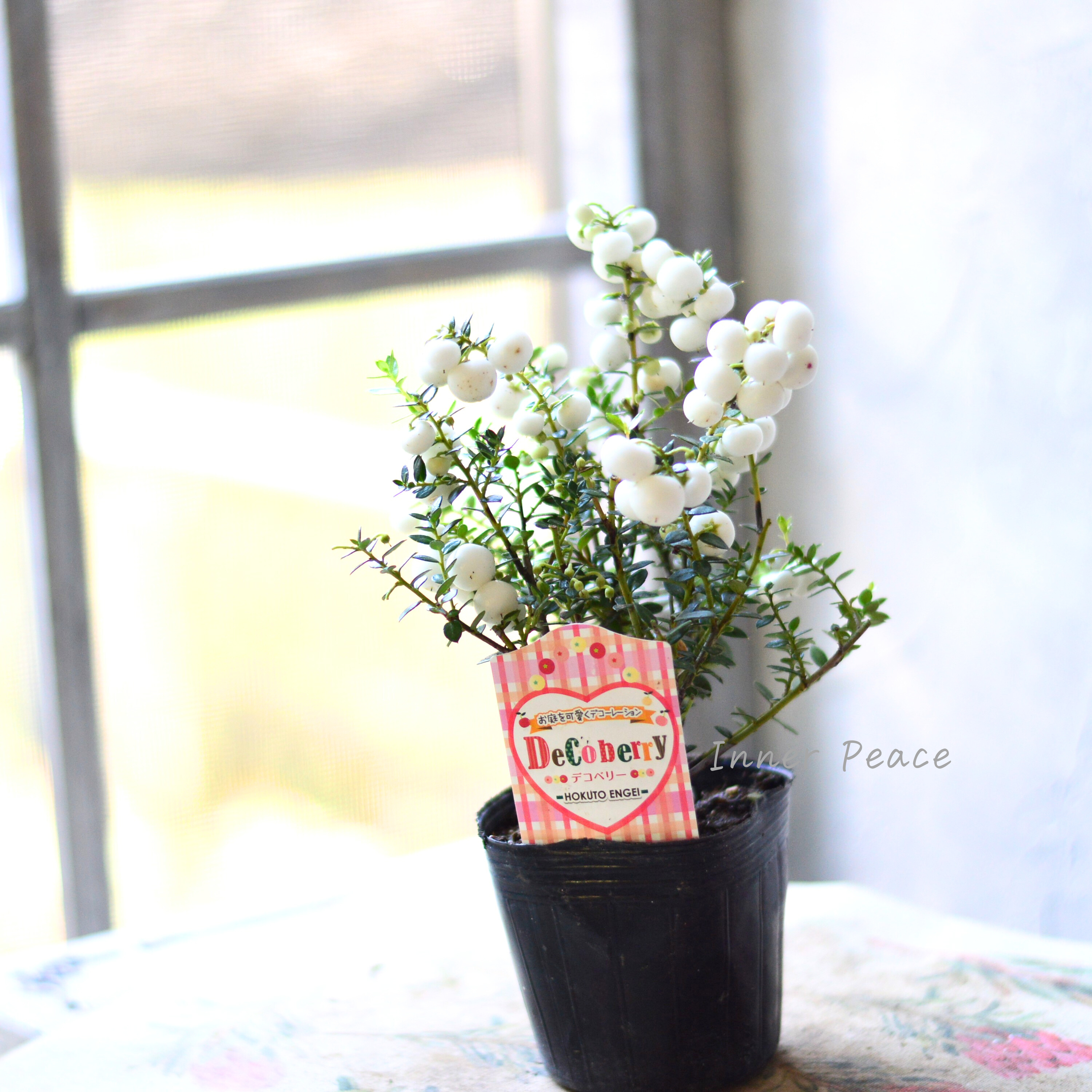 【かわいい】 デコベリー(ペルネッチア) ホワイト 3寸POT