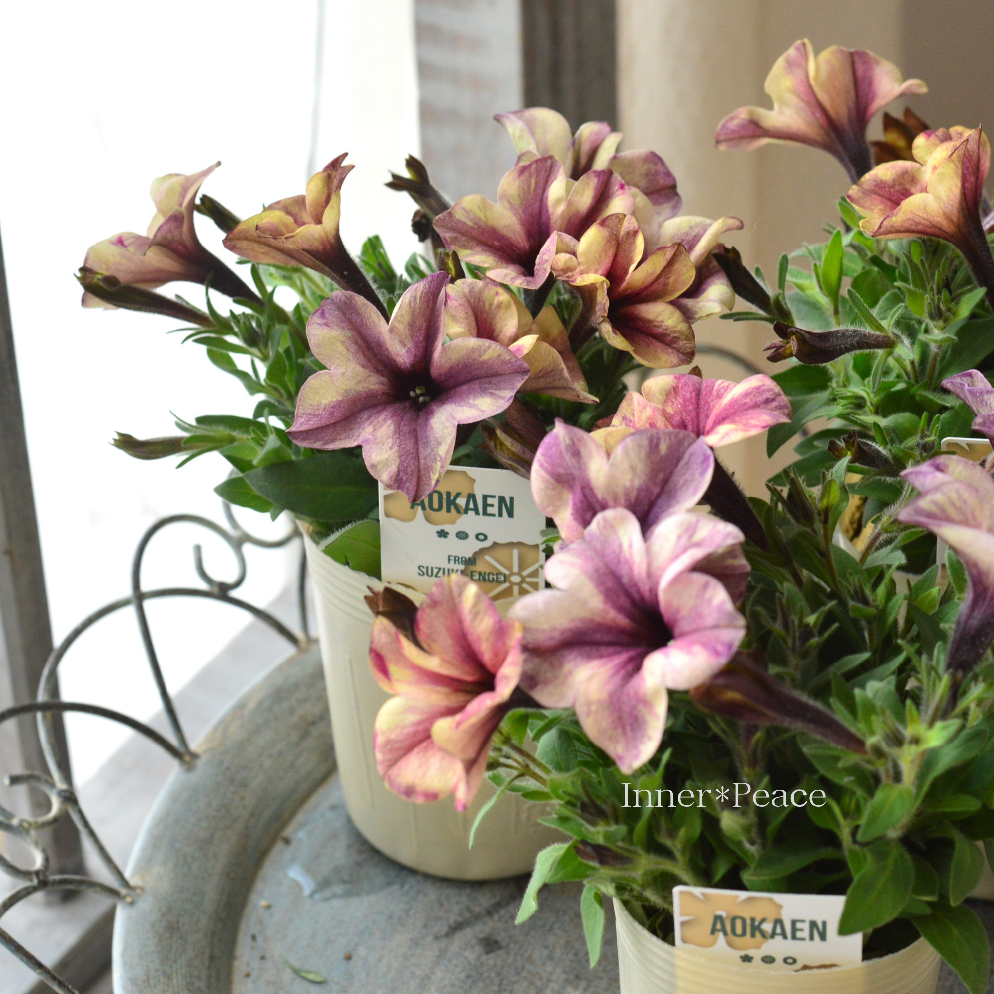 【AOKAENさん】 ペチュニア 『マチュア・ホワイトイチジク』 3寸ロングPOT