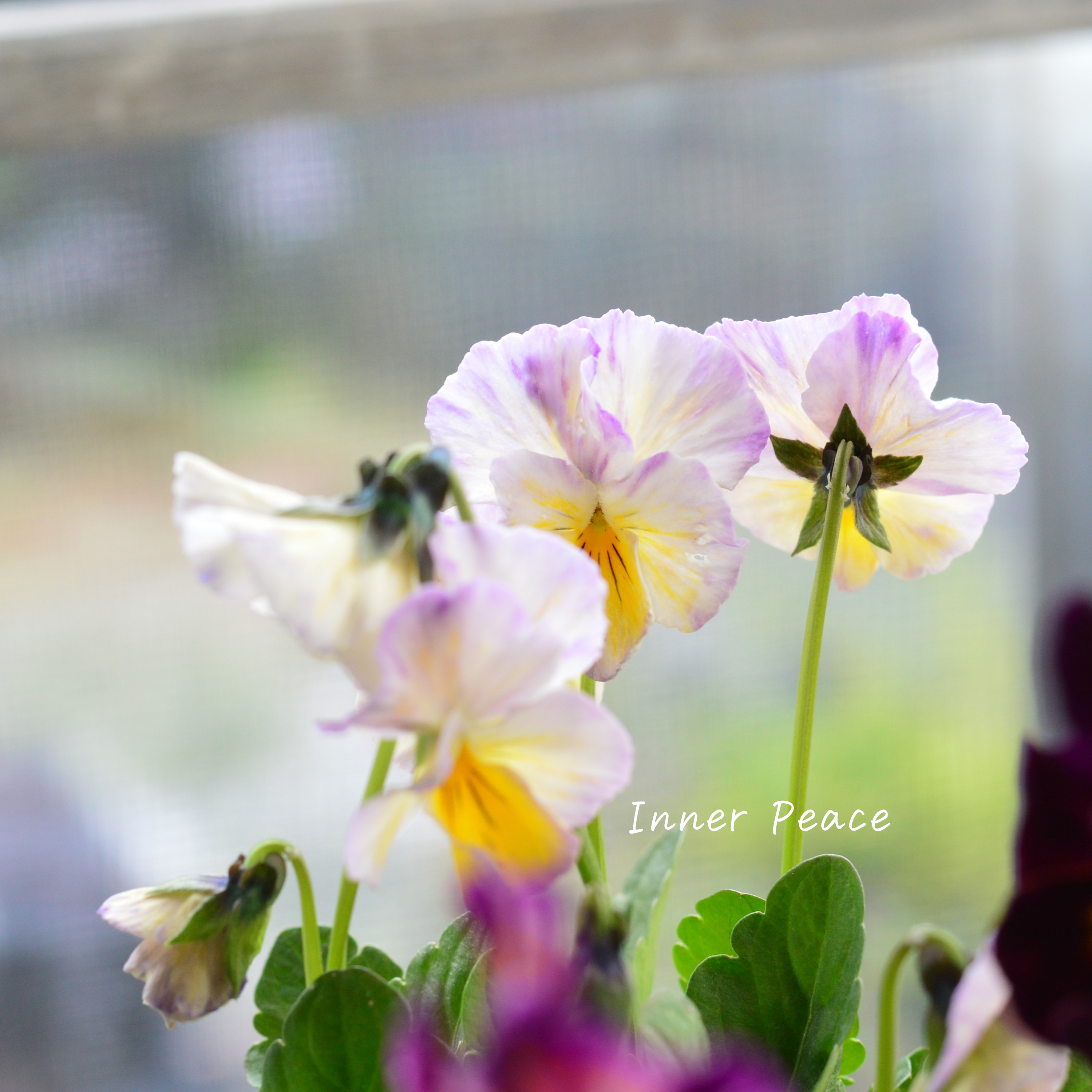 【人気】 ビオラ 『横浜セレクション・花まつり』 3寸POT