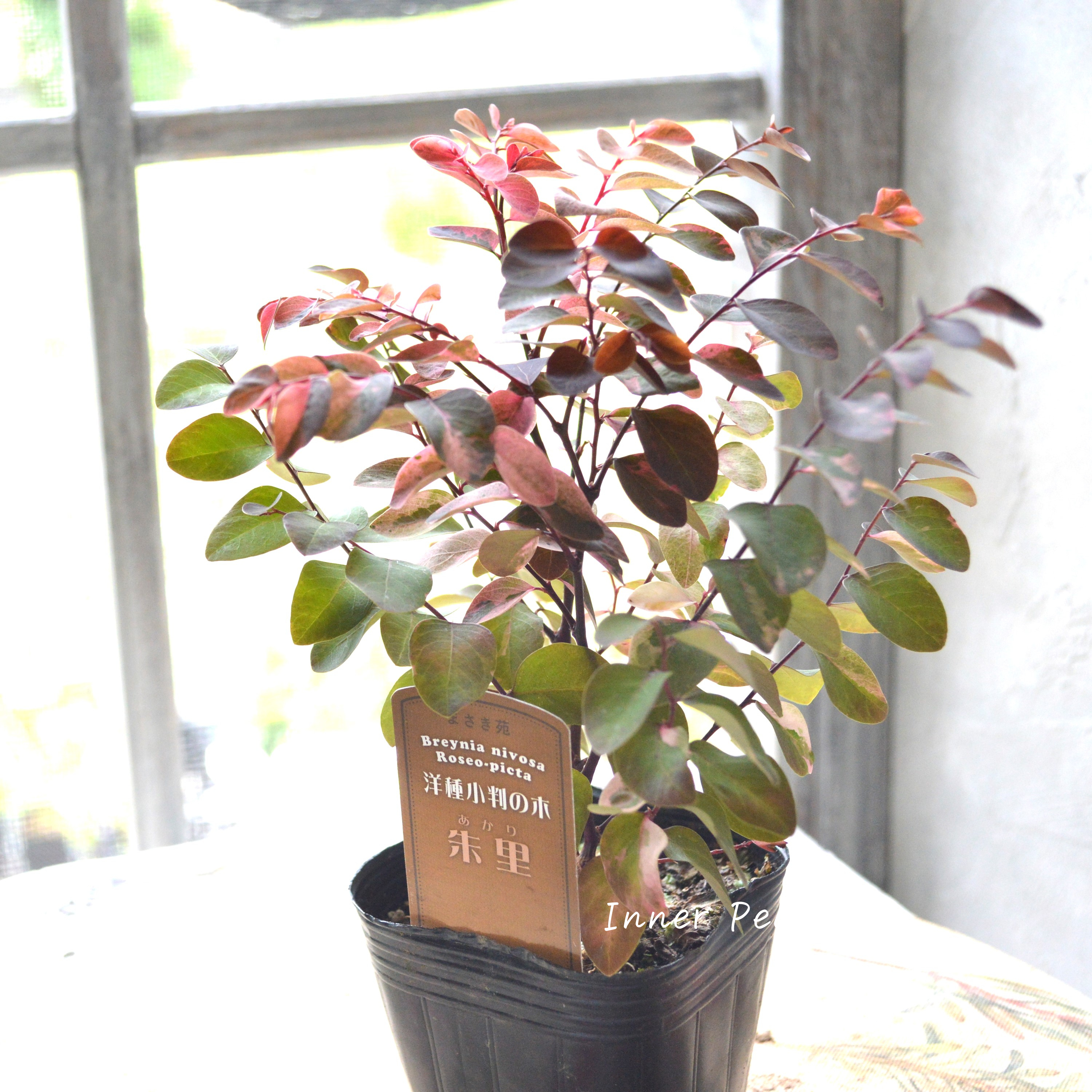 【希少】 ヨウシュコバンノキ(洋種小判の木)『朱里ーあかりー』 3寸POT