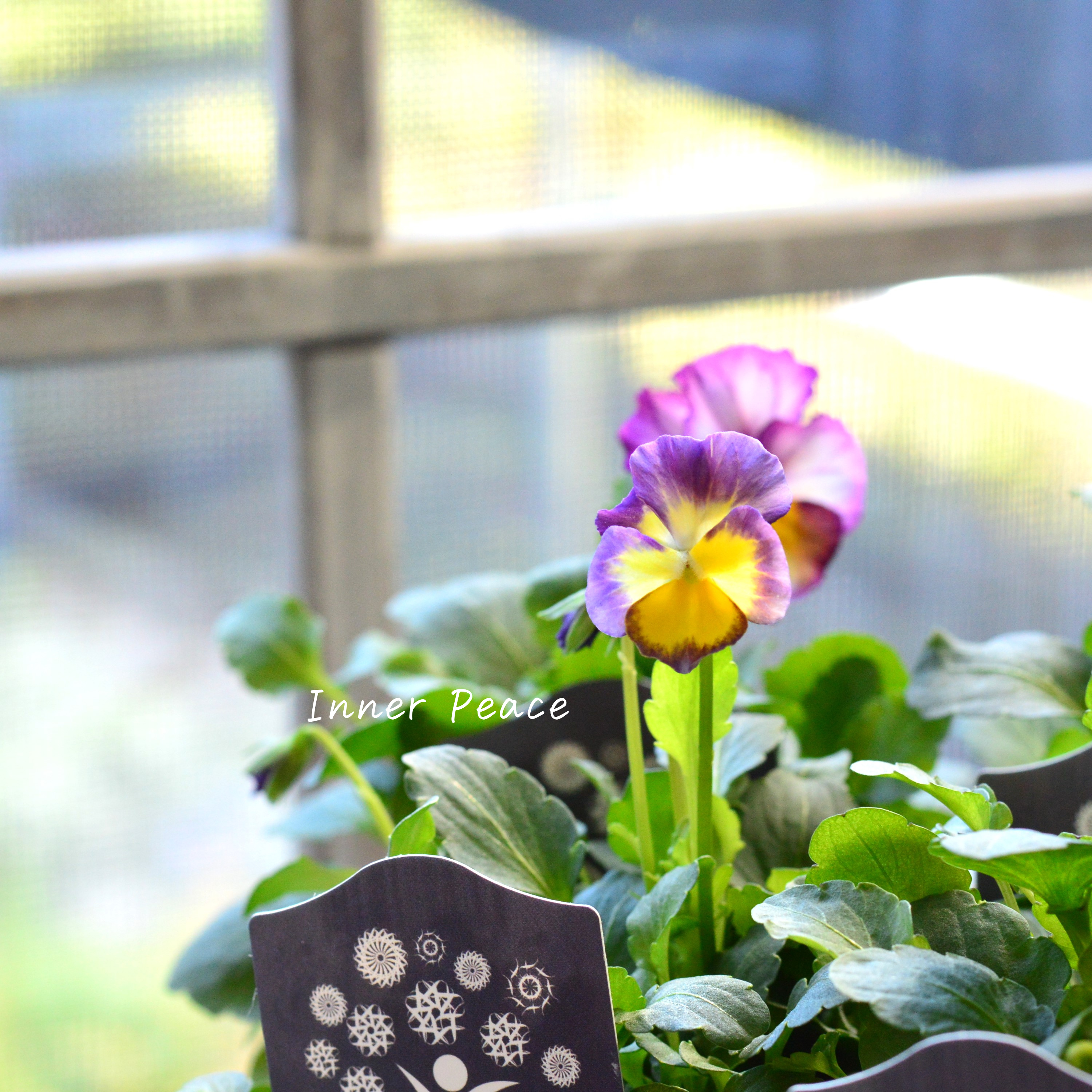 【希少】 ナラティブフラワーズさん試作品ビオラ 3寸ロングPOT