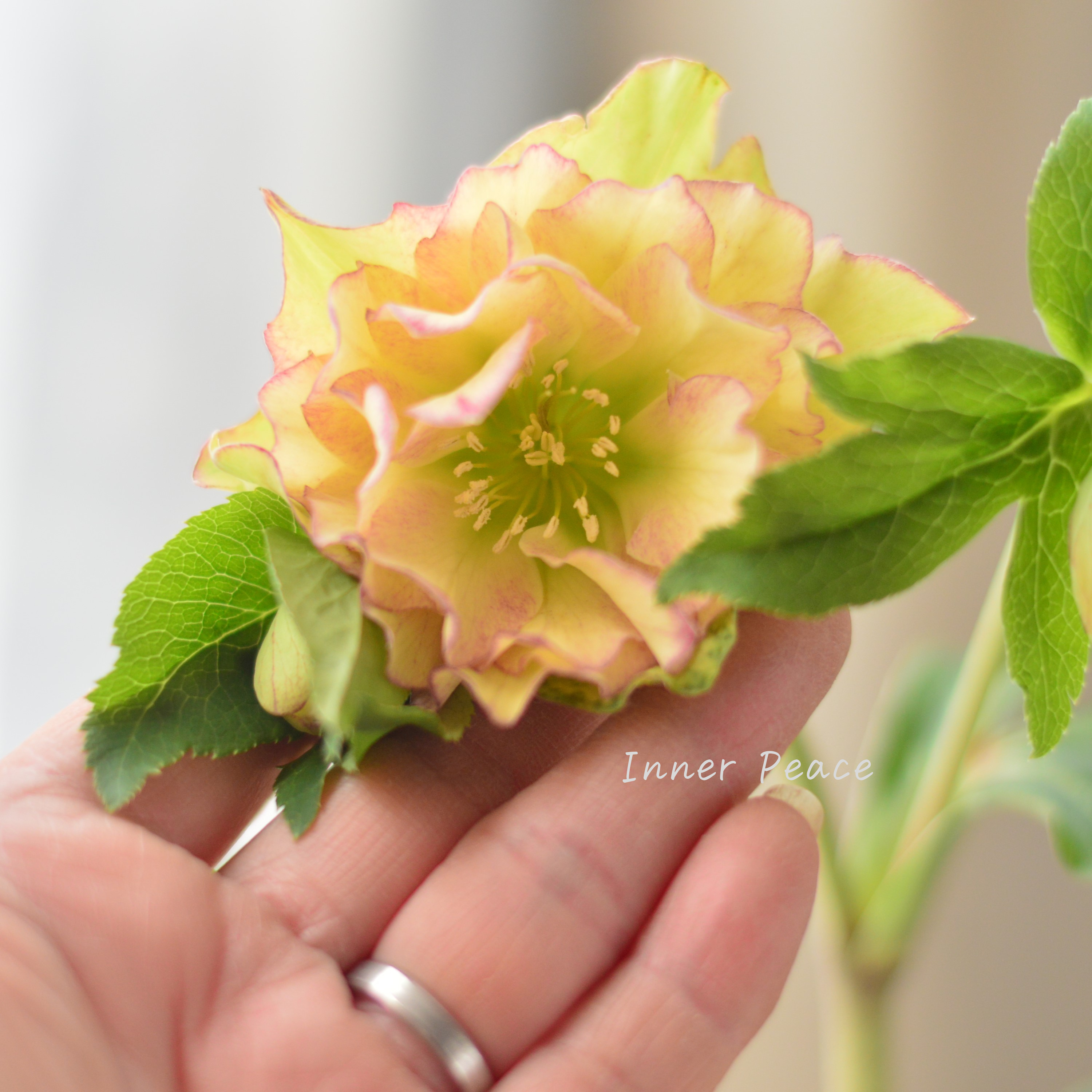 【希少】 吉瀬園芸さんのクリスマスローズ 『プレミアム・ダブル D』 4寸鉢