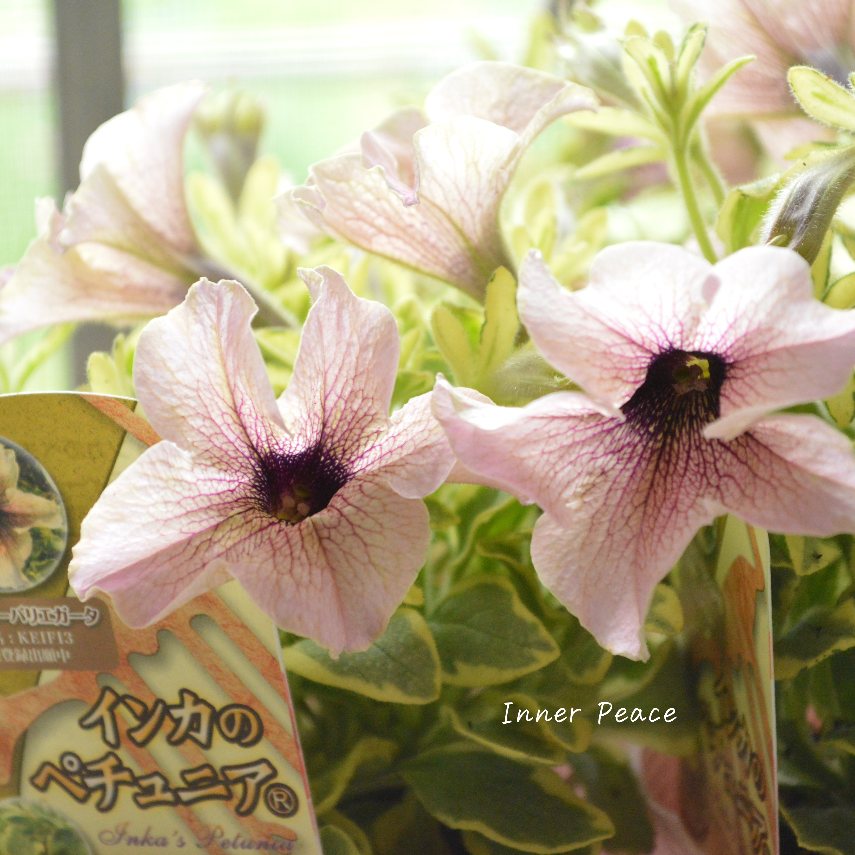 【斑入り】 ペチュニア 『インカのペチュニア・ミルクティーバリエガータ』 3.5寸POT