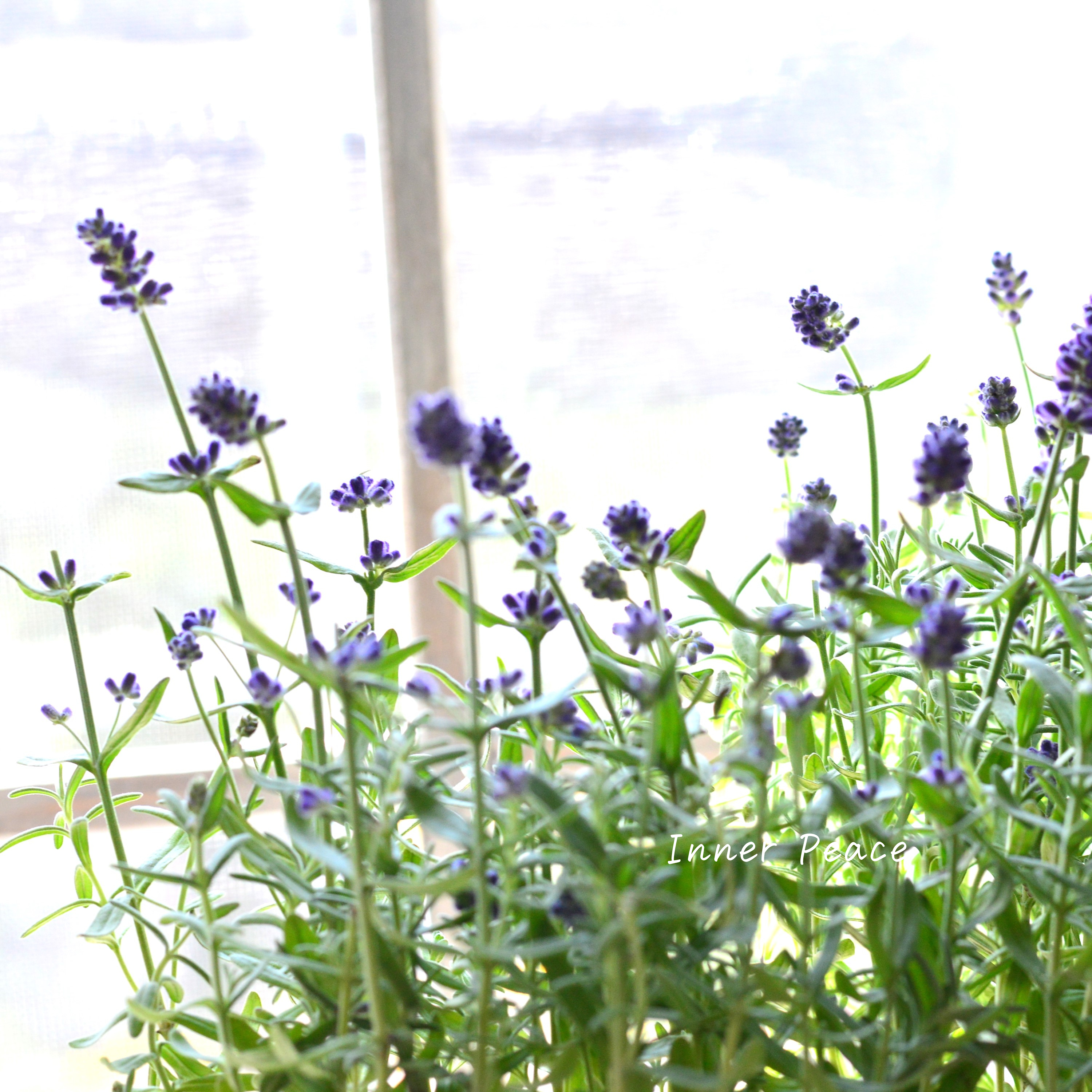 【良い香り】ラベンダー 『センティヴィア・ブルー』 3寸ロングPOT