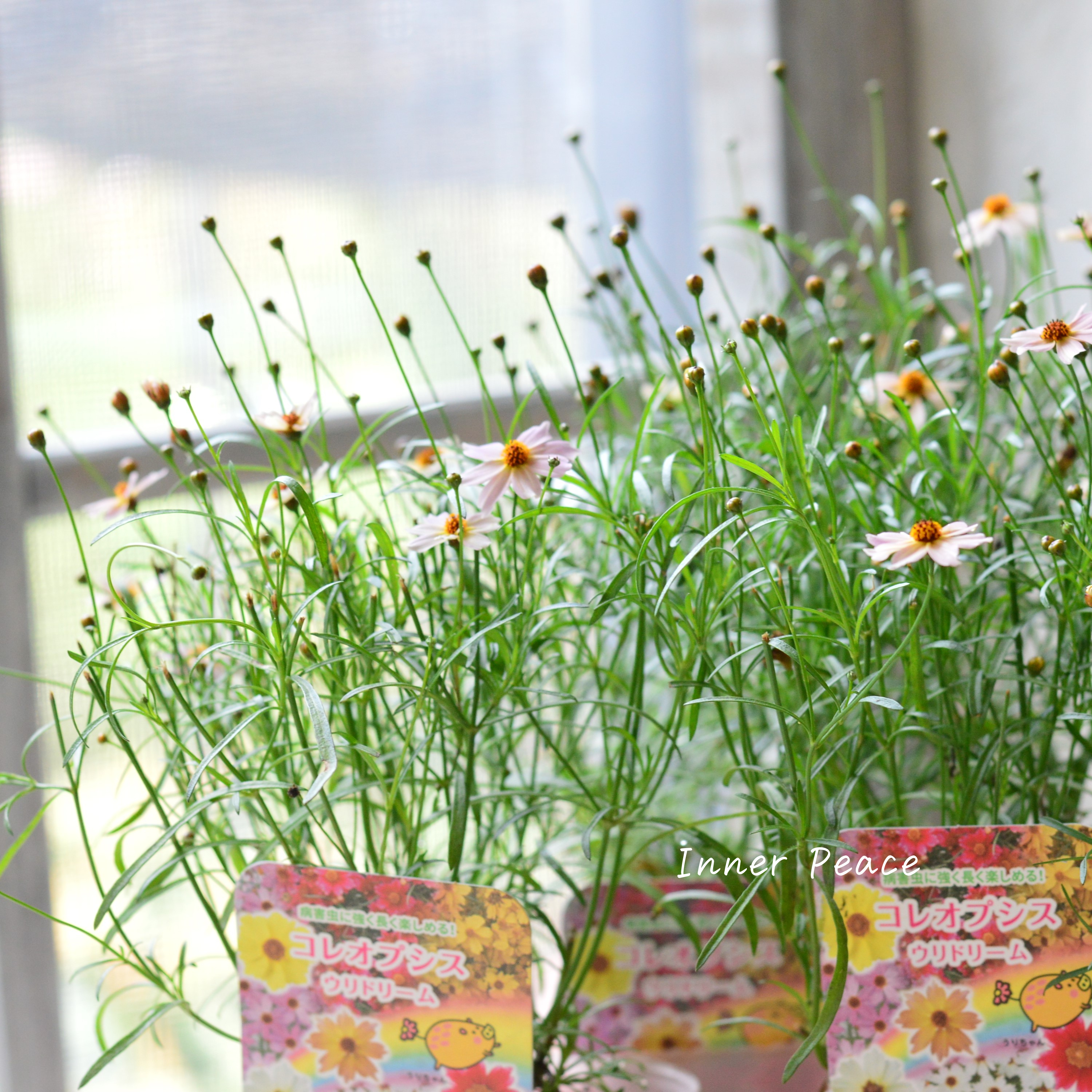 【アンティーク色】コレオプシス『ウリドリーム・ピンクリボン』 3寸POT