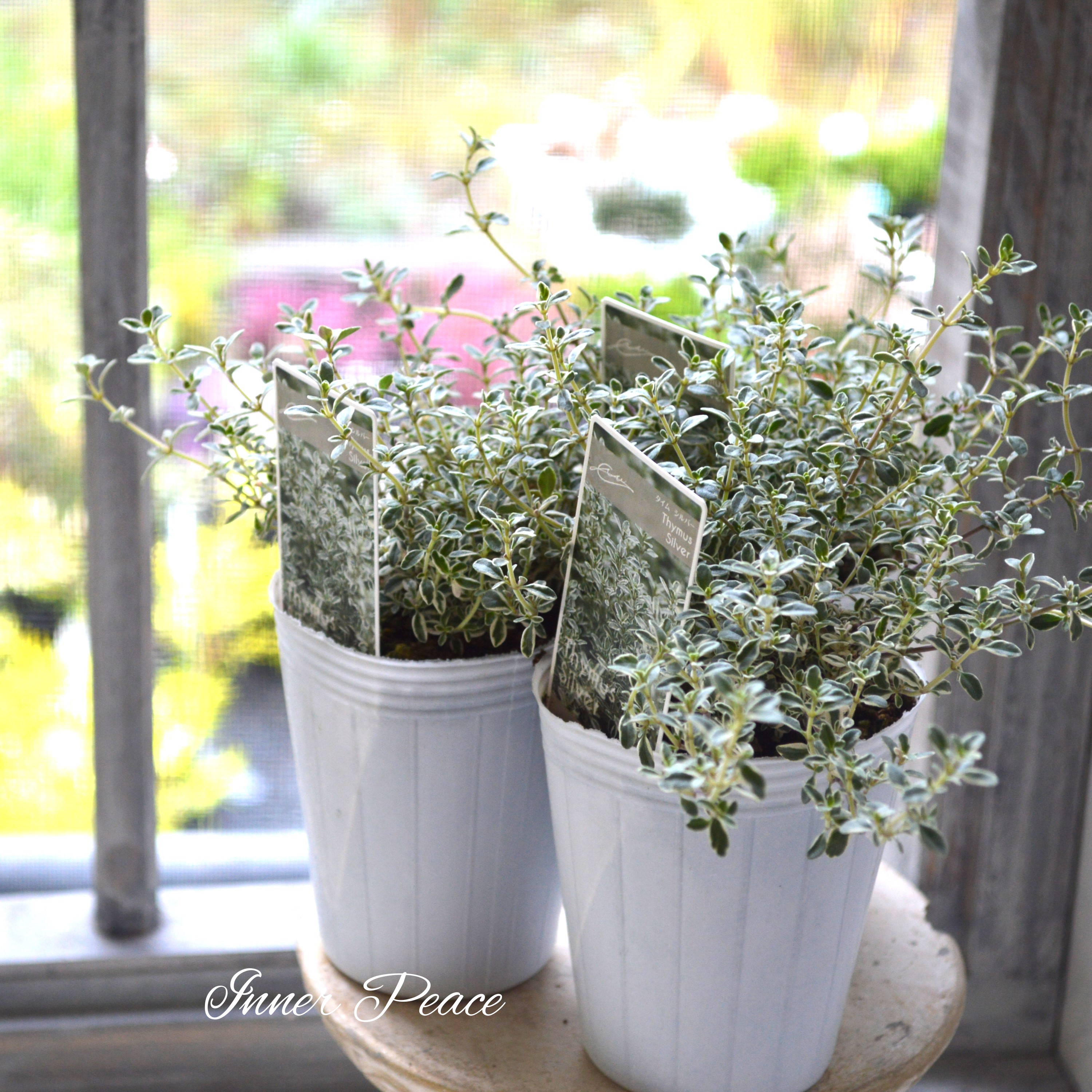 【寄せ植えに】 シルバータイム 2.5寸ロングPOT