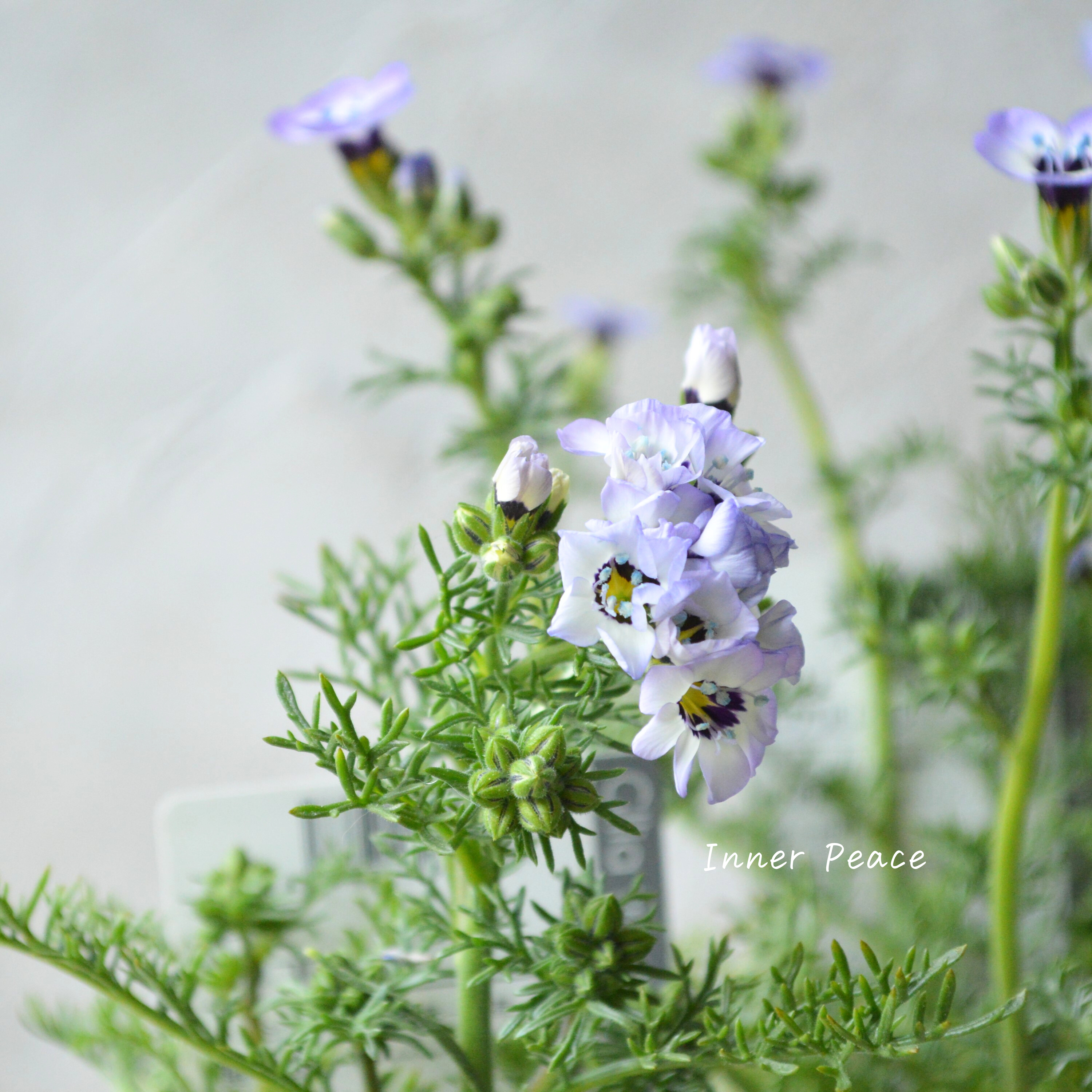 【美しい】 ギリア 『トリコロール』 3寸POT