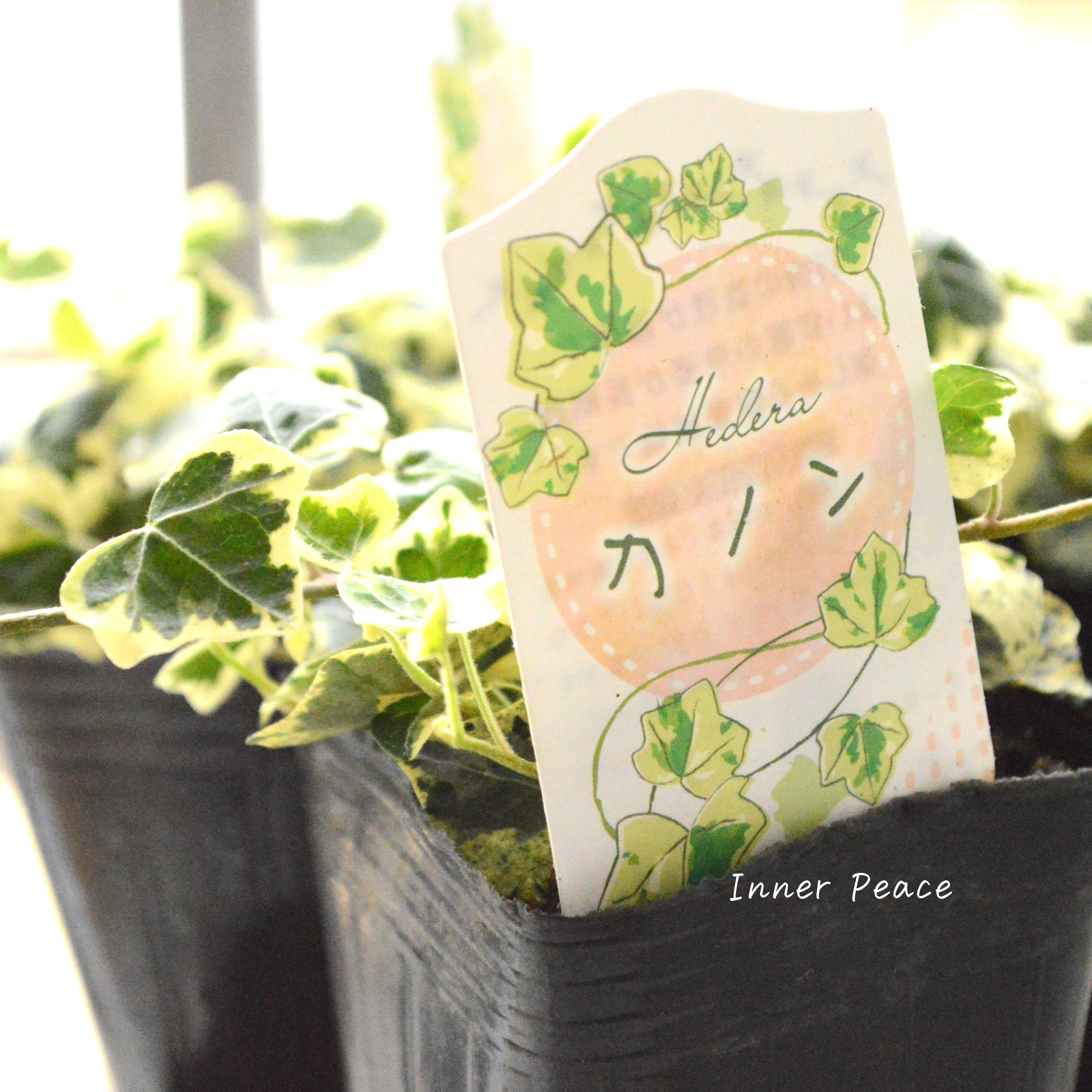 【斑入り】 ヘデラ 『カノン』 3寸POT