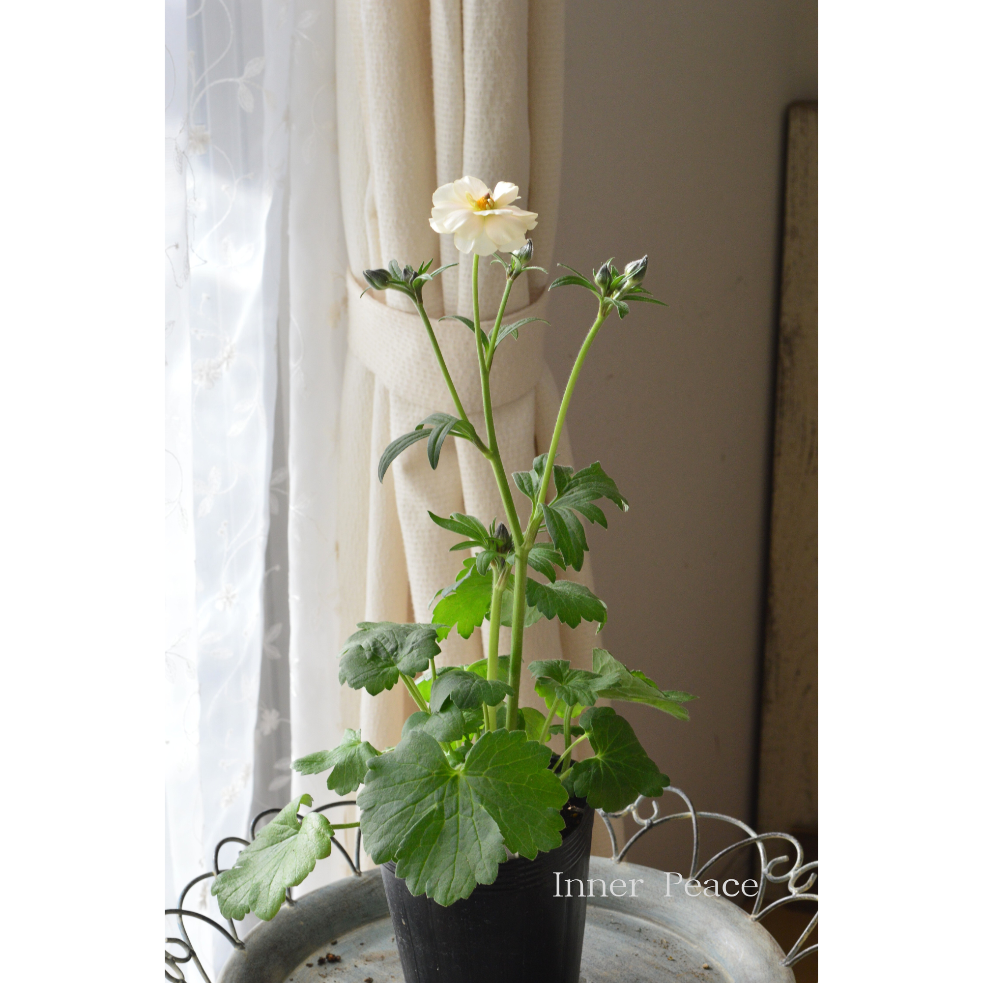 【美しい】 ラナンキュラス・ラックス 『ケラモス』 4寸POT