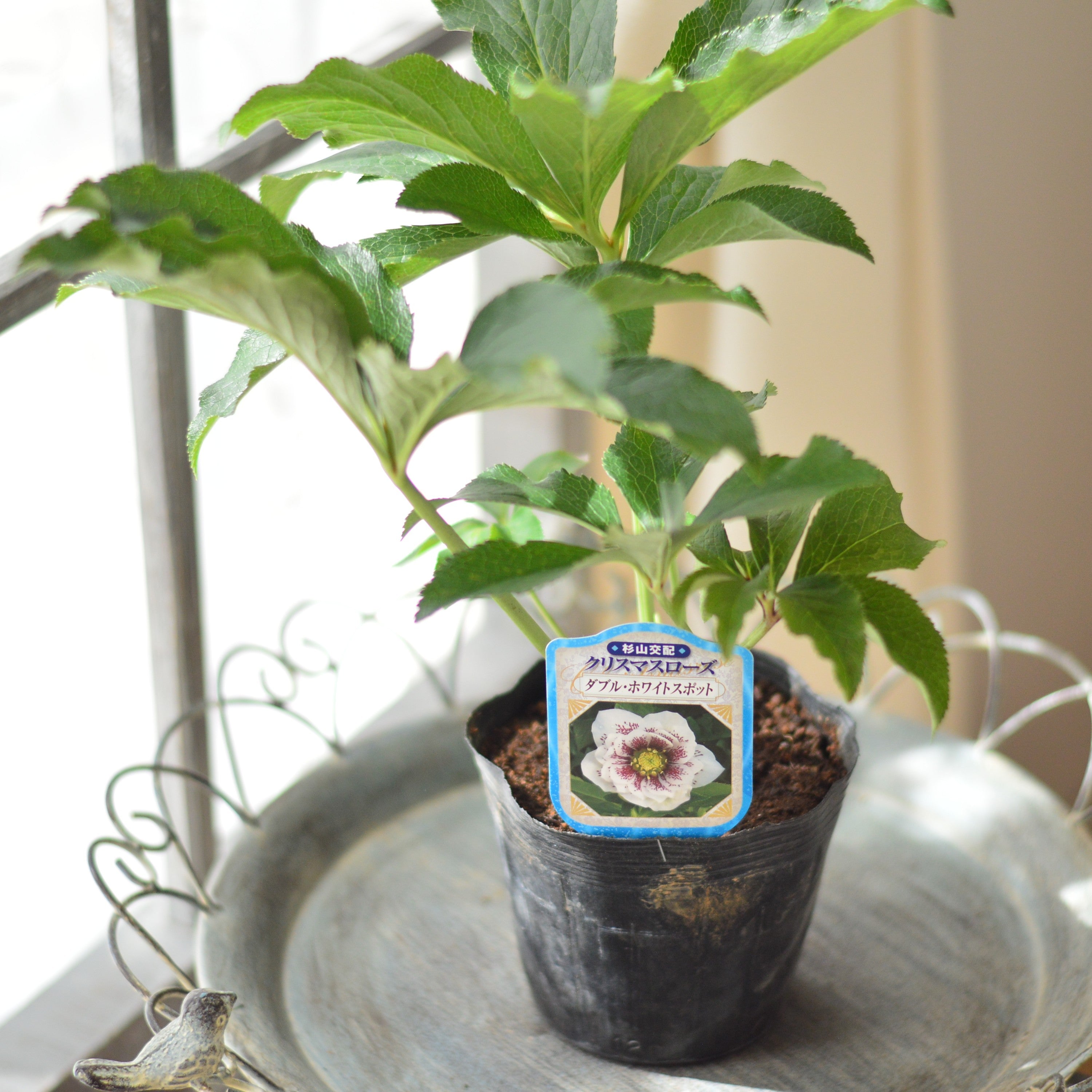 【杉光園芸さん】 クリスマスローズ 『ダブル・ホワイトスポット』 4寸POT