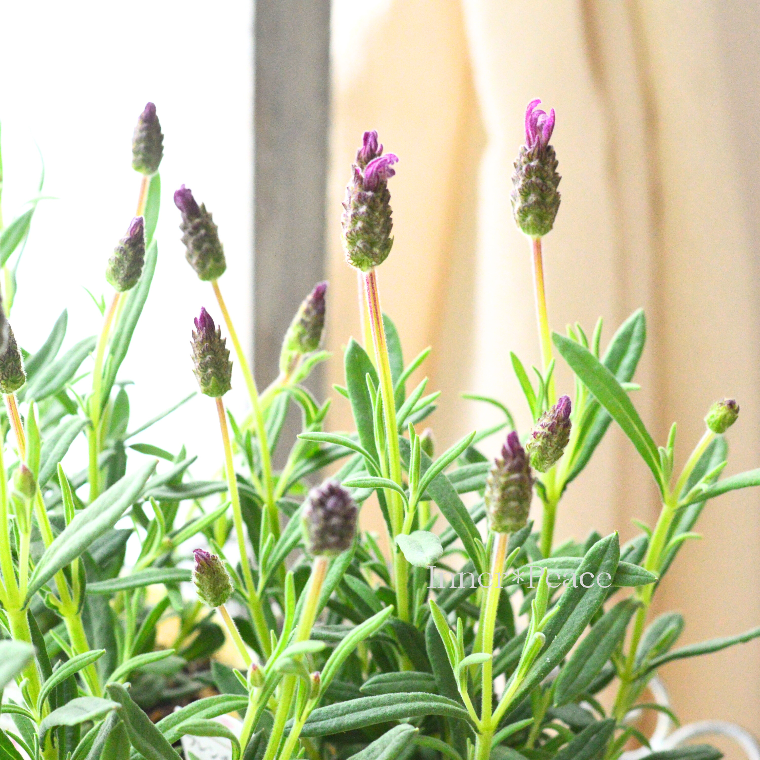 【New】 フレンチラベンダー 『ピンクスター』 3.5寸POT