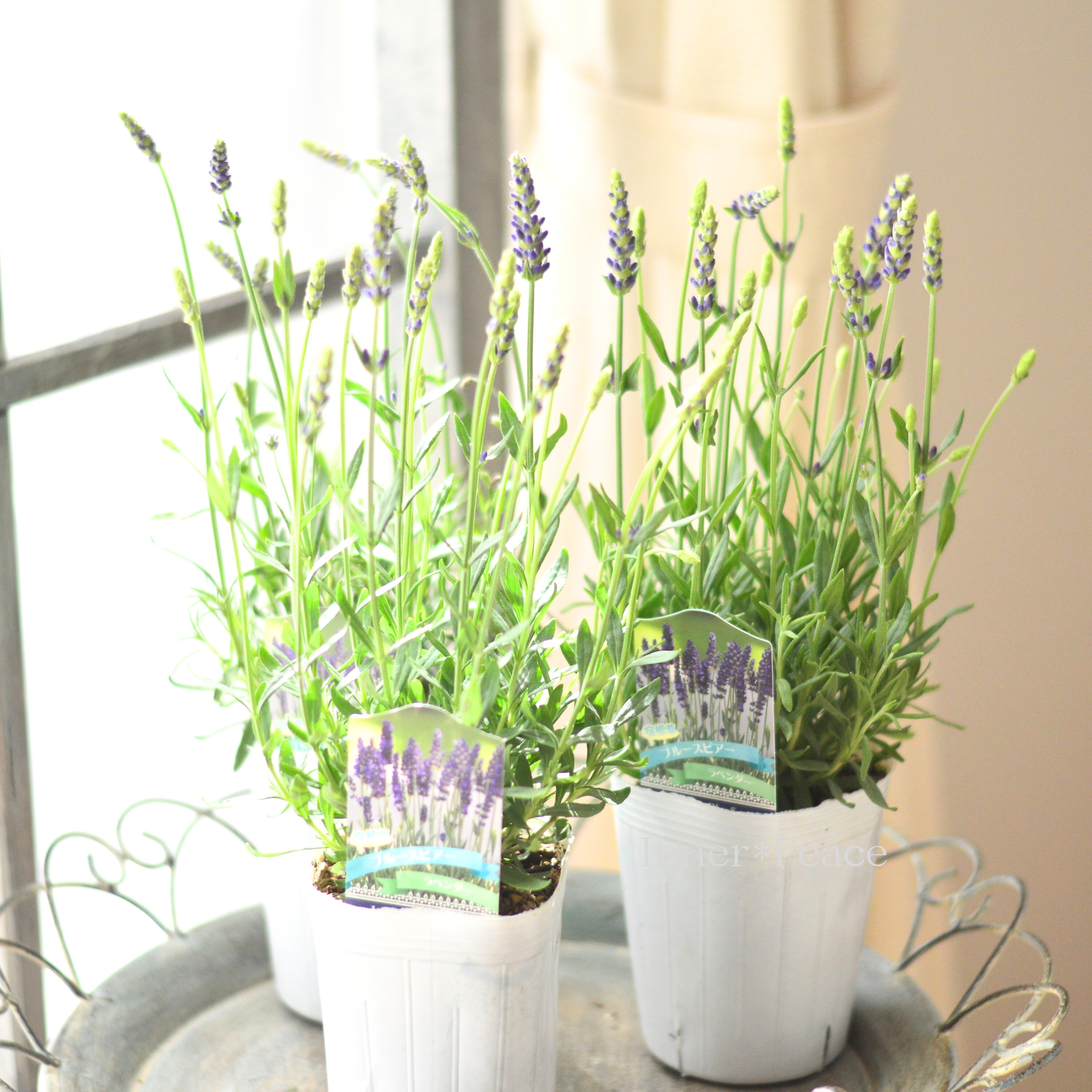 【良い香り】 イングリッシュラベンダー 『ブルースピアー』 3.5寸POT