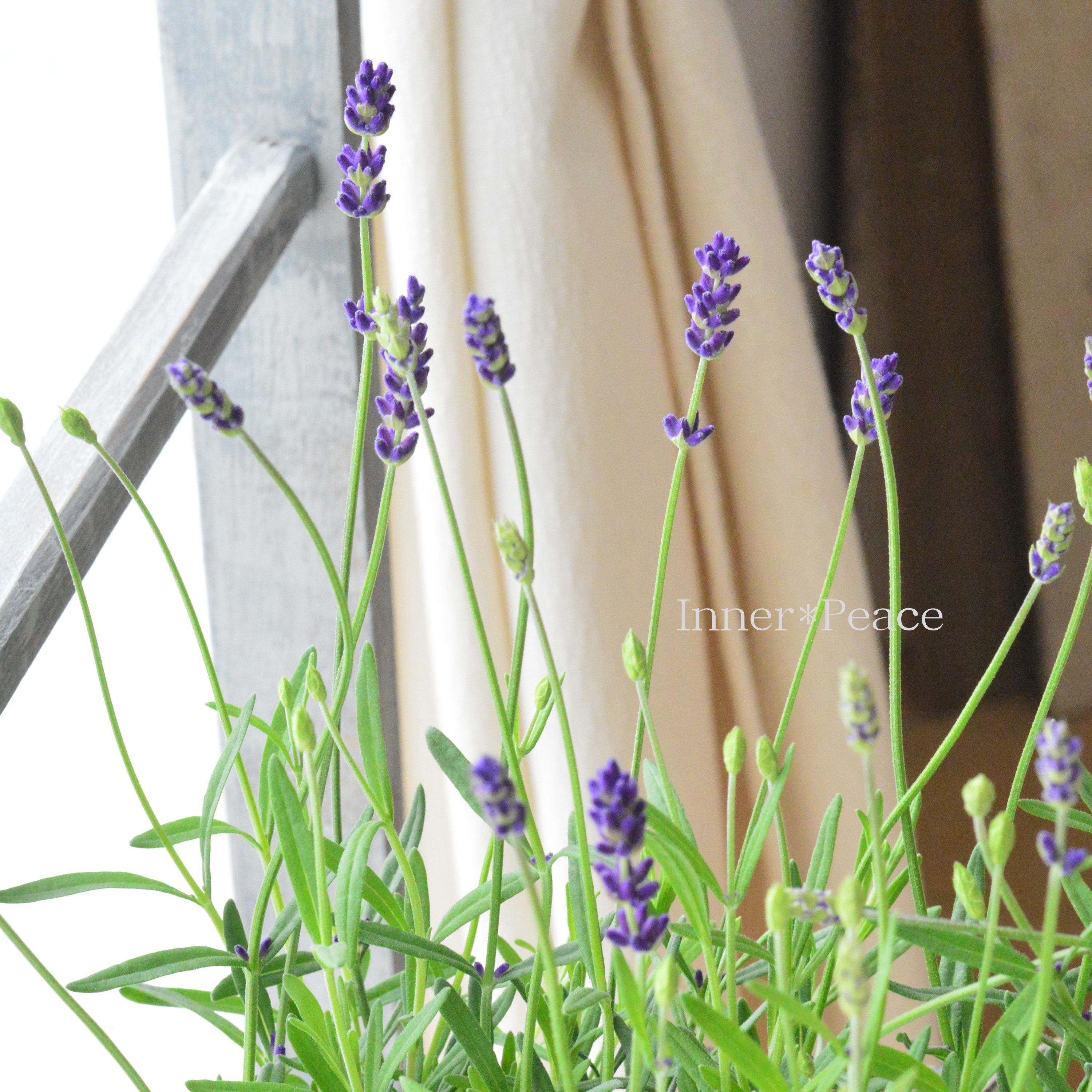 【良い香り】 イングリッシュラベンダー 『アヴィニョン・アーリーブルー』 3.5寸POT