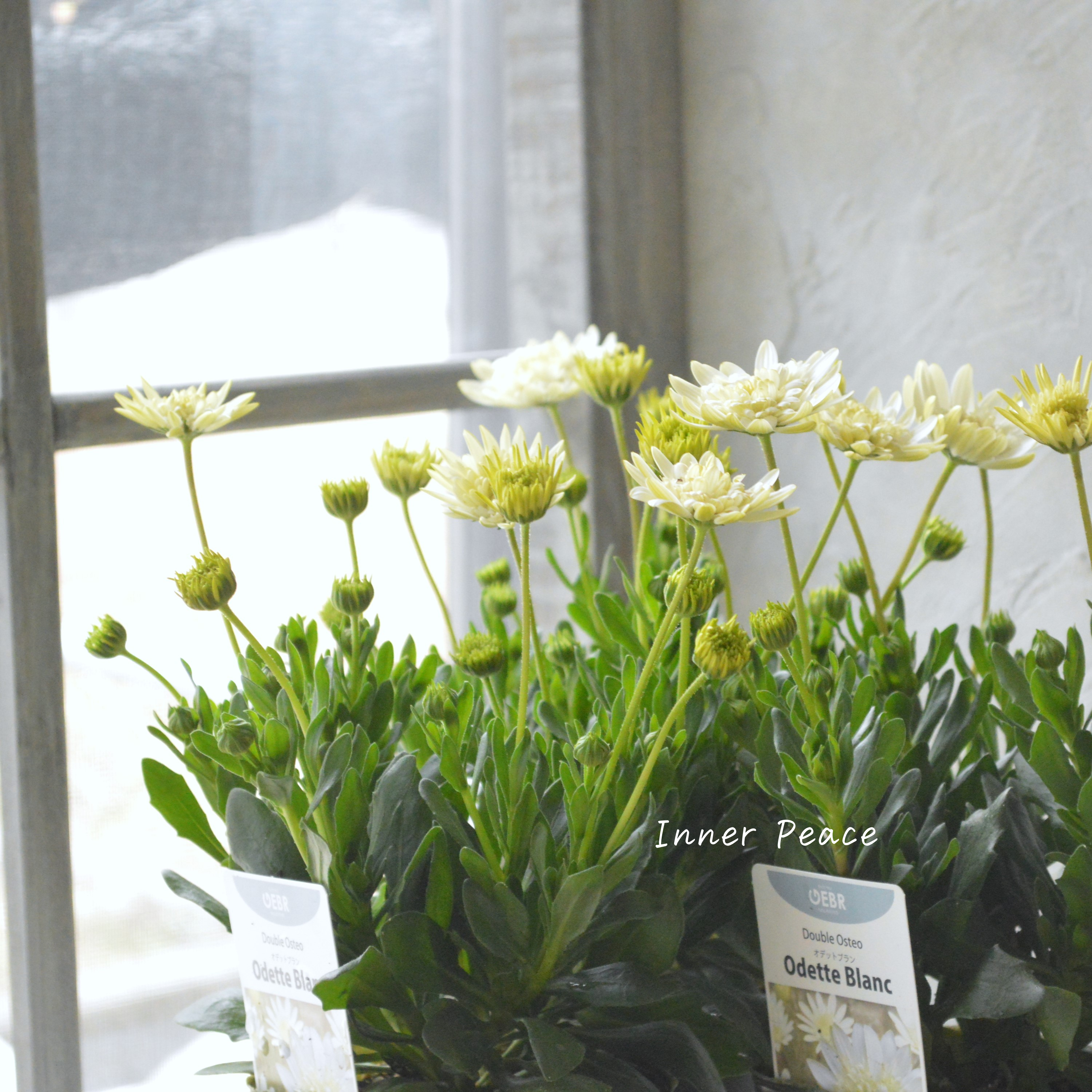 【ゲブラさんオリジナル】 オステオスペルマム 『オデットブラン』 3.5寸POT