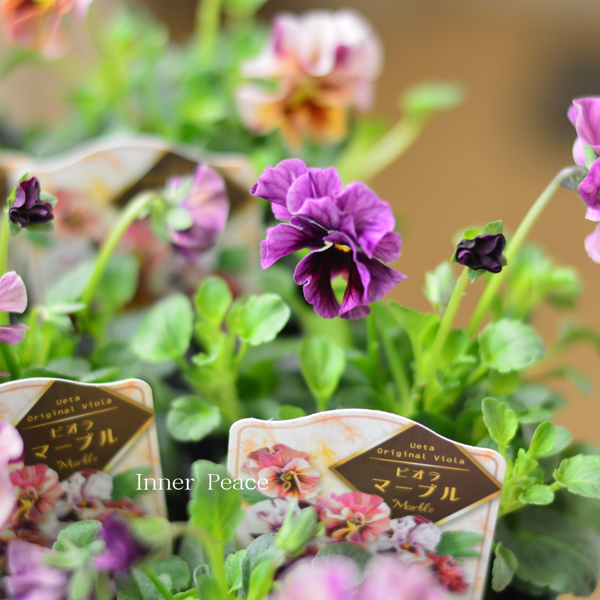 【うえたさん育種】 ビオラ 『マーブル』 3.5寸POT