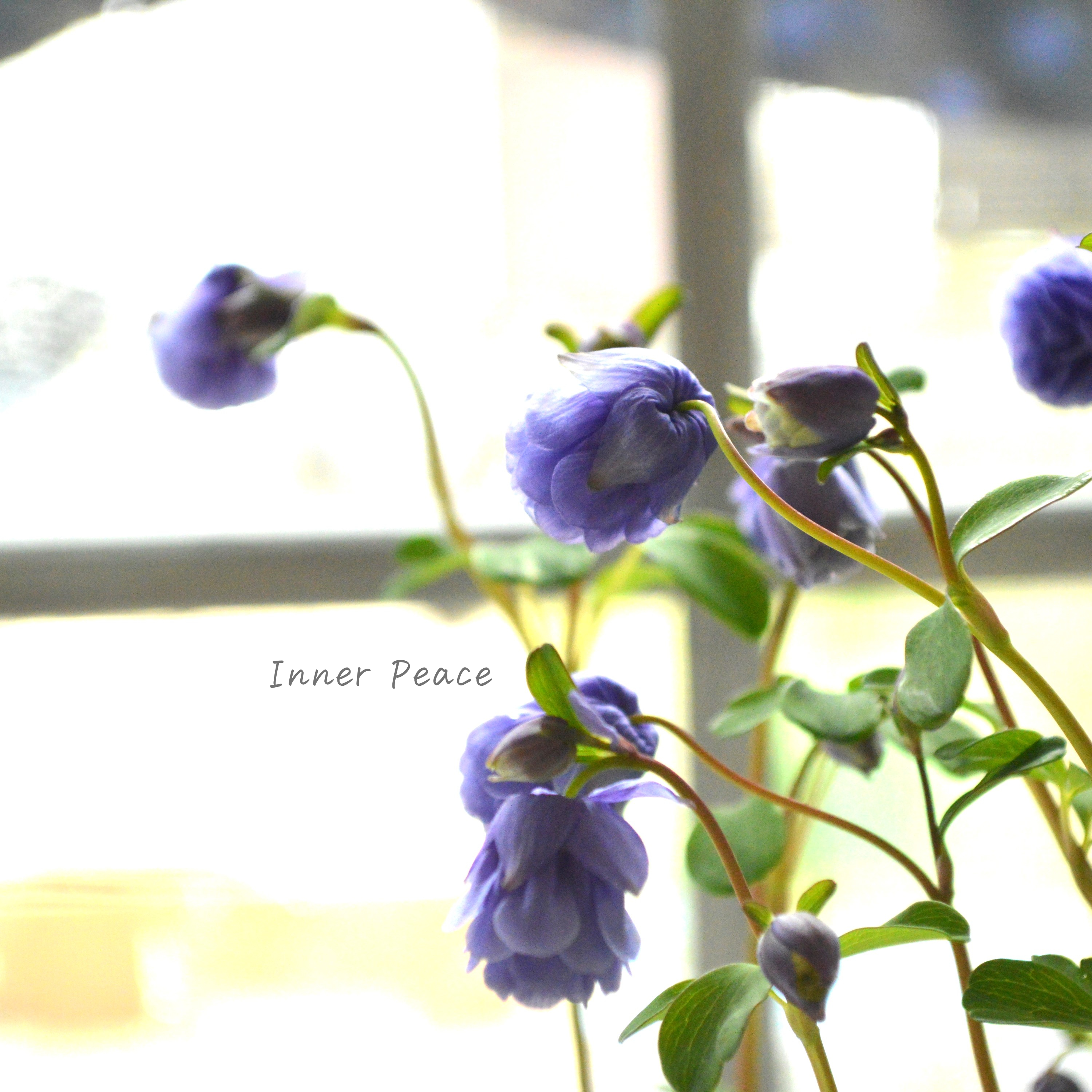 【松原園芸さん】 風鈴オダマキ 『八重ブルー』 3寸ロングPOT