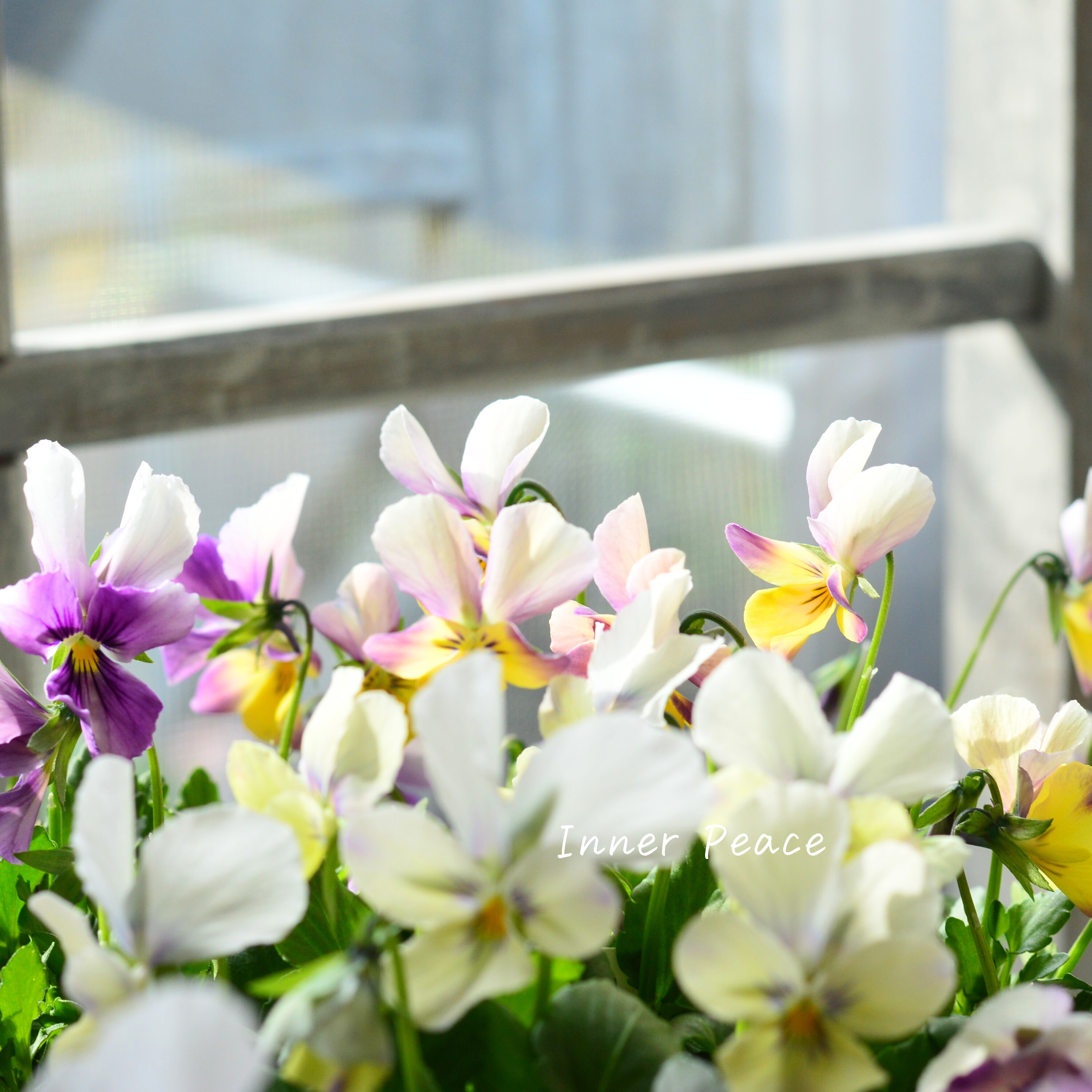 【美しい】 ビオラ ロカハーツ 『ラビットウイングス』 3.5寸POT