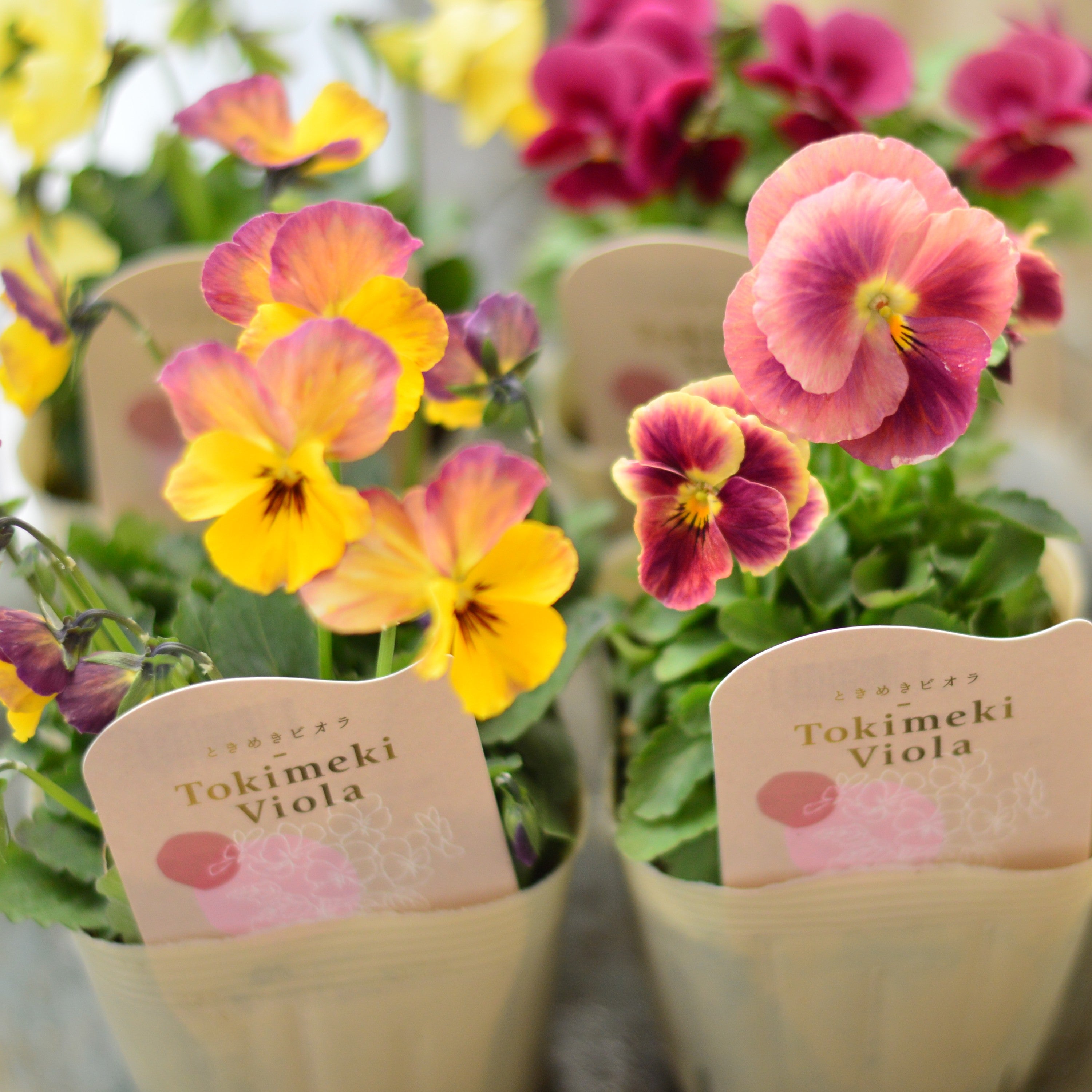 【希少】 ときめきビオラ 『お名前なし』 3.5寸POT