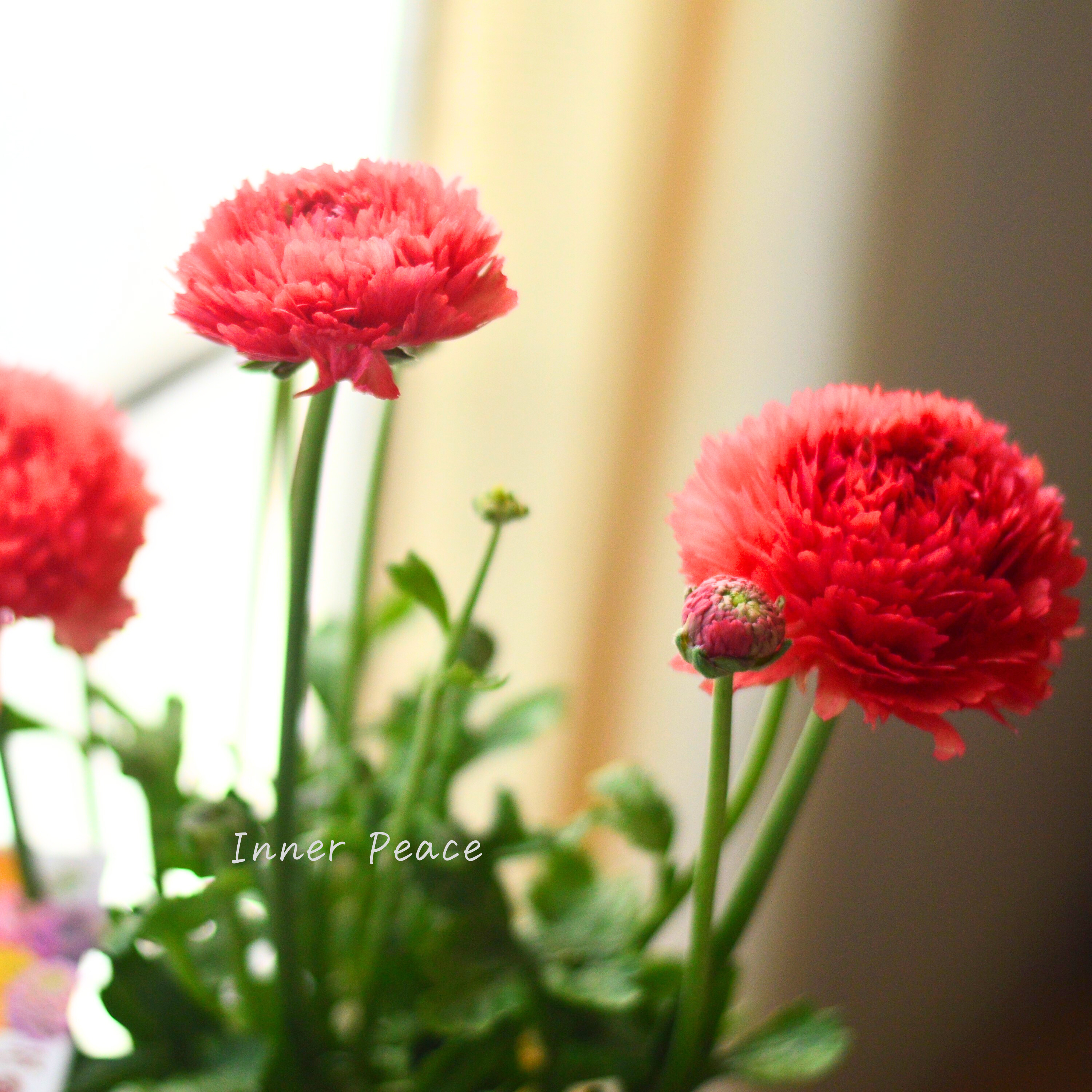 【希少】 ラナンキュラス・ポンポン 『ミネルバ』 5号鉢